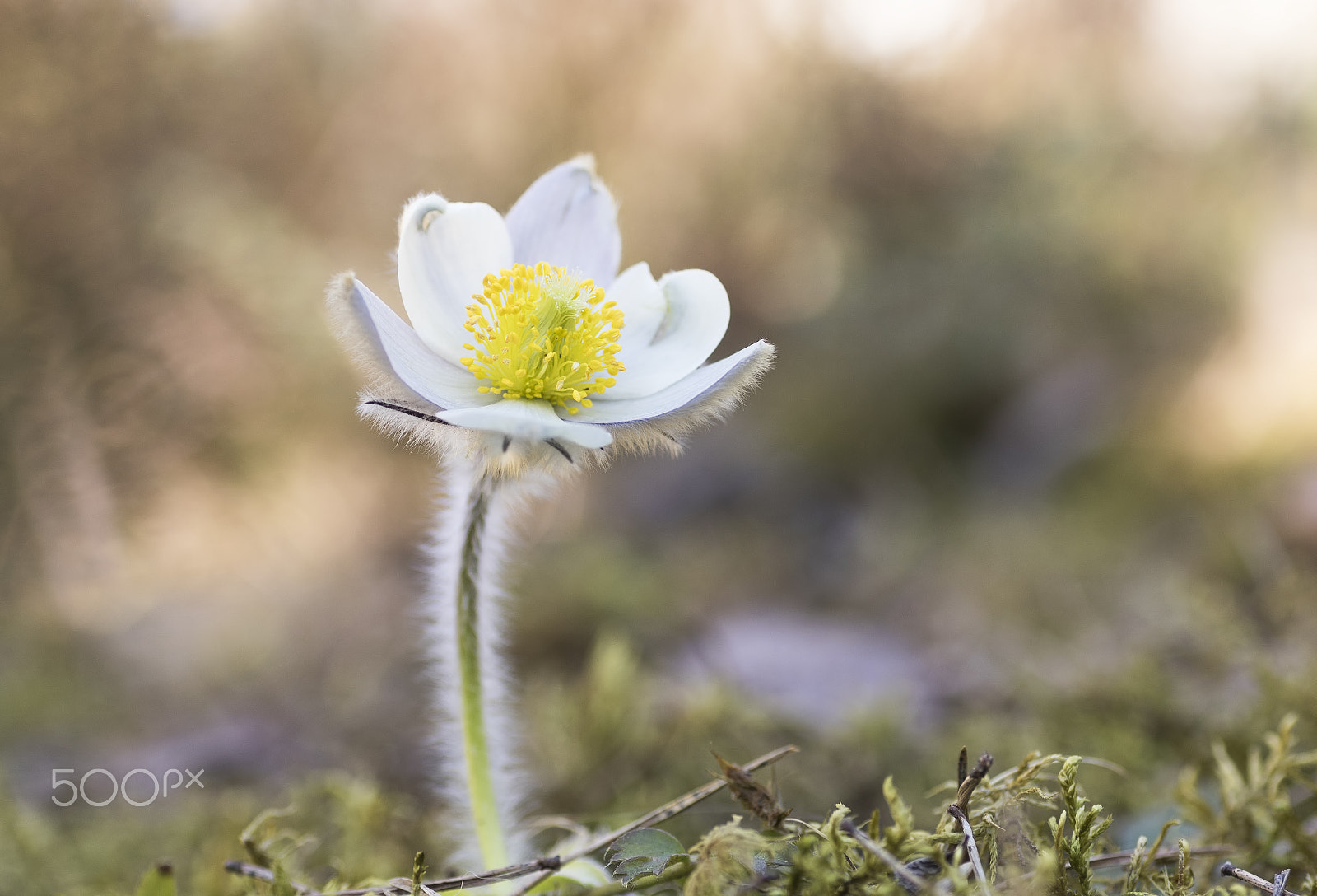 Sigma 70mm F2.8 EX DG Macro sample photo. Pulsatilla vernalis photography