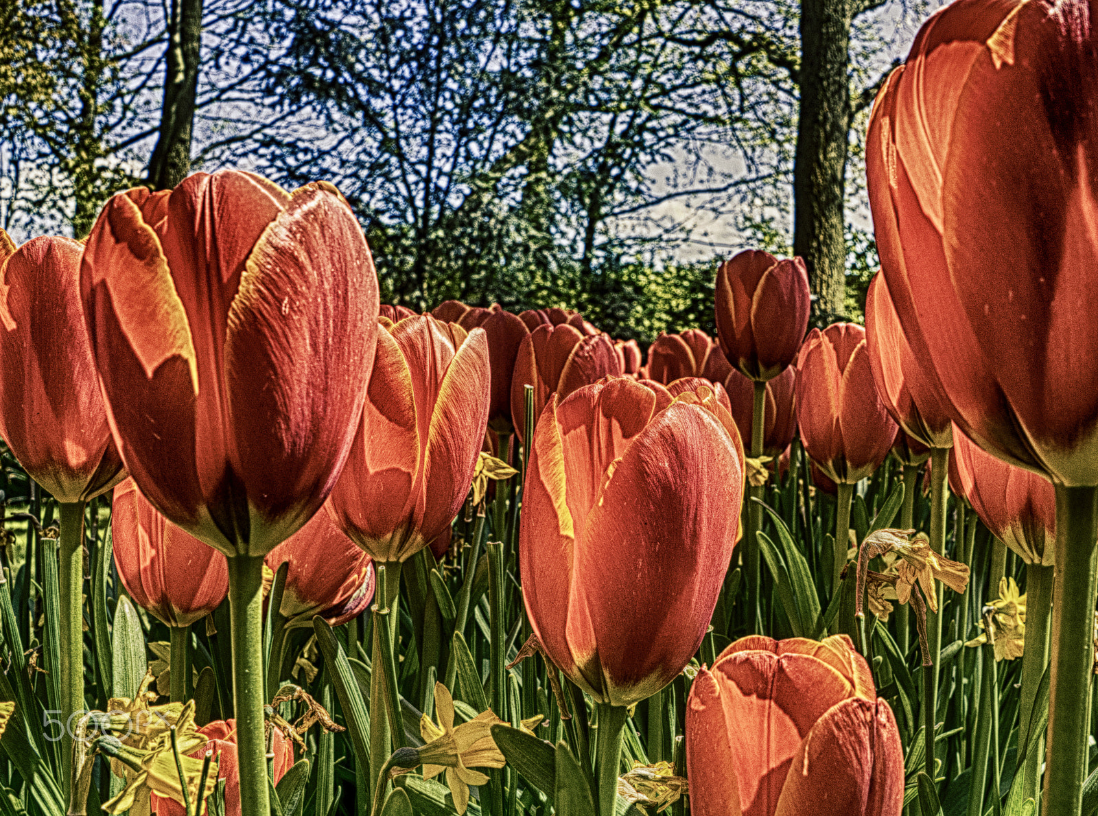 FE 21mm F2.8 sample photo. Tulips photography
