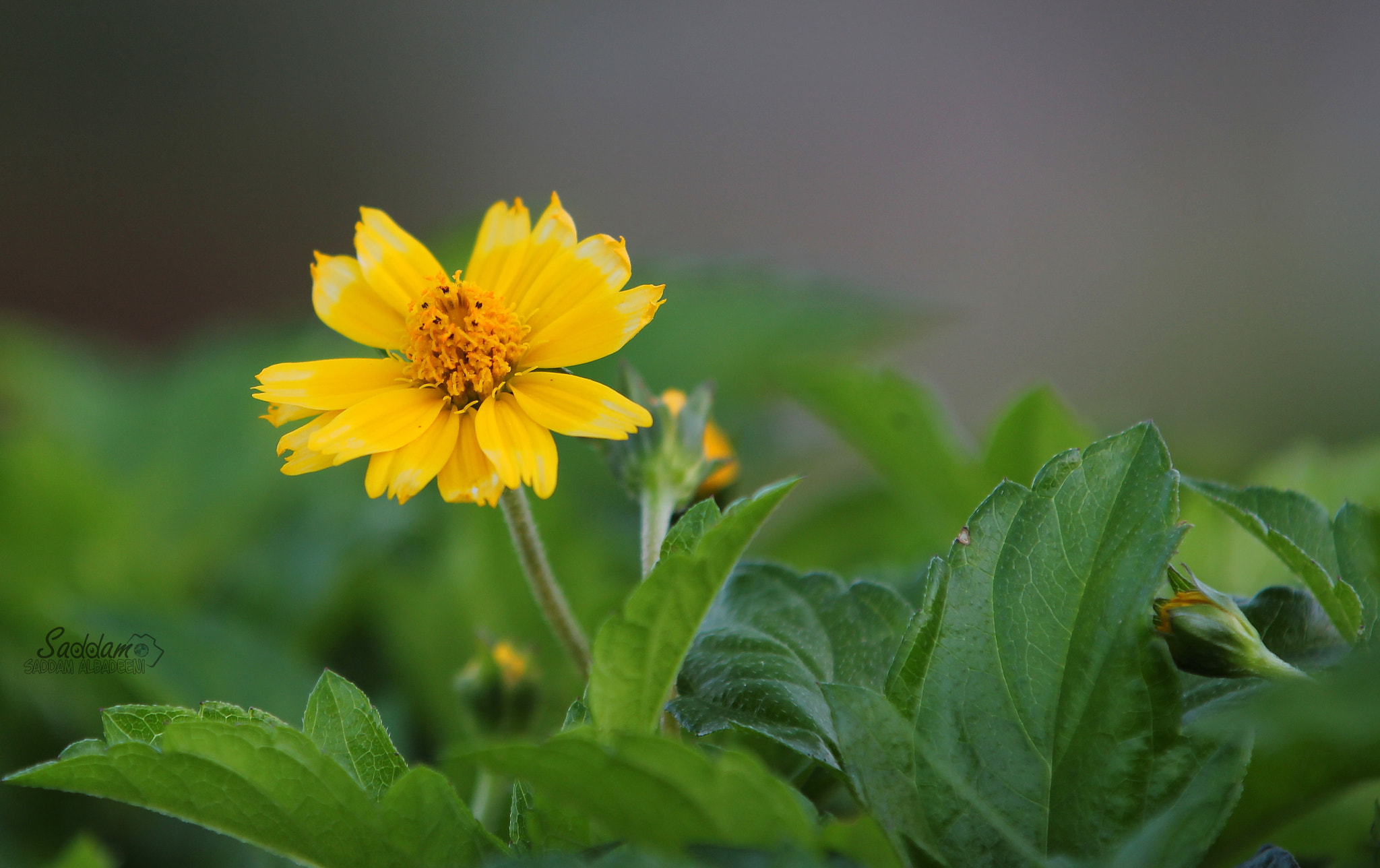 Canon EF 70-200mm F2.8L IS II USM sample photo