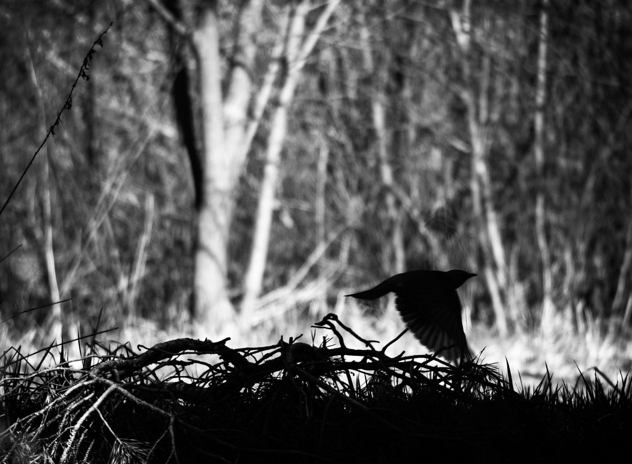 Olympus PEN-F sample photo. Fly, blackbird! photography
