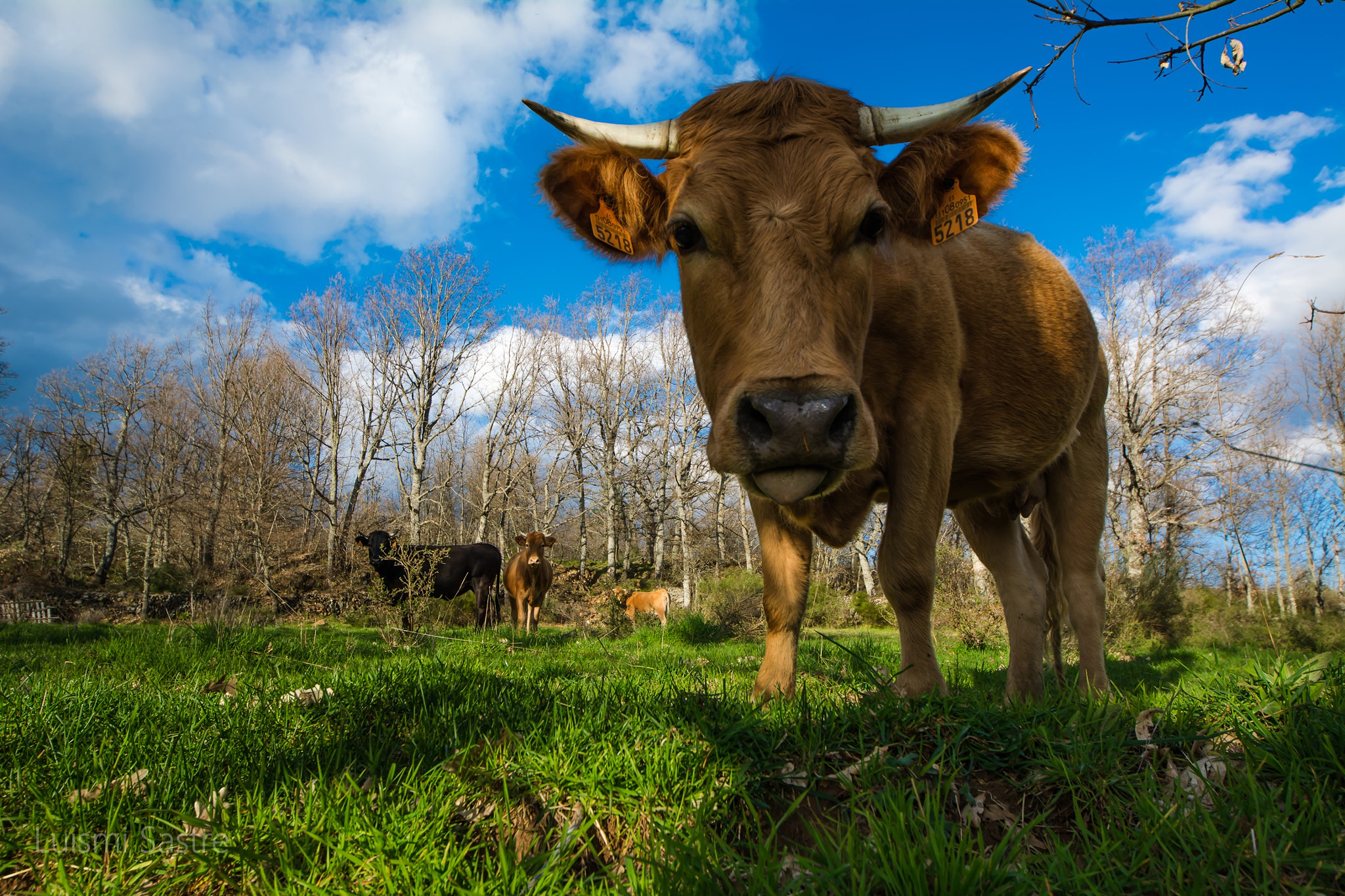 Sigma 8-16mm F4.5-5.6 DC HSM sample photo. La vaca photography