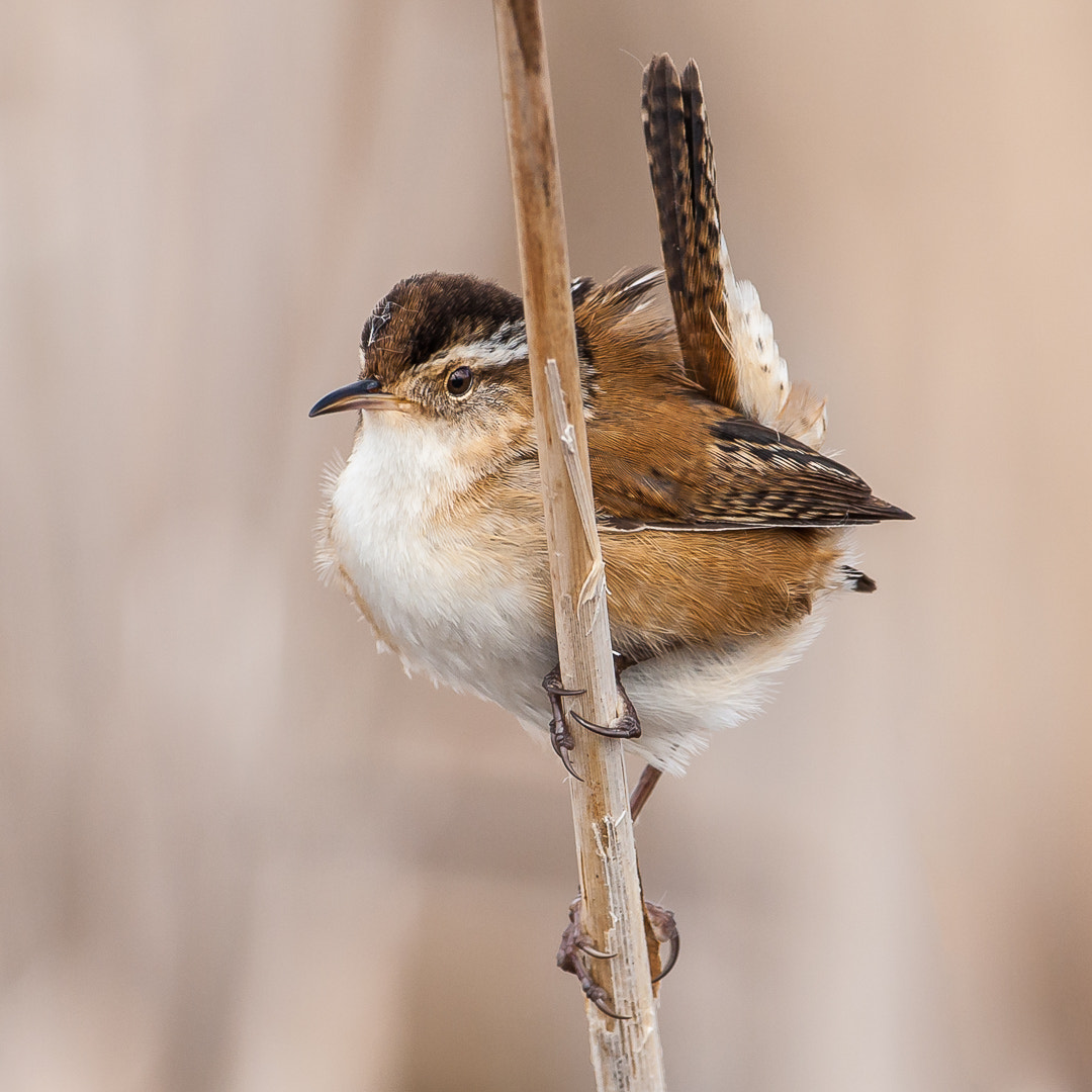 Canon EOS 40D + Canon EF 500mm F4L IS USM sample photo. Marsh wren photography