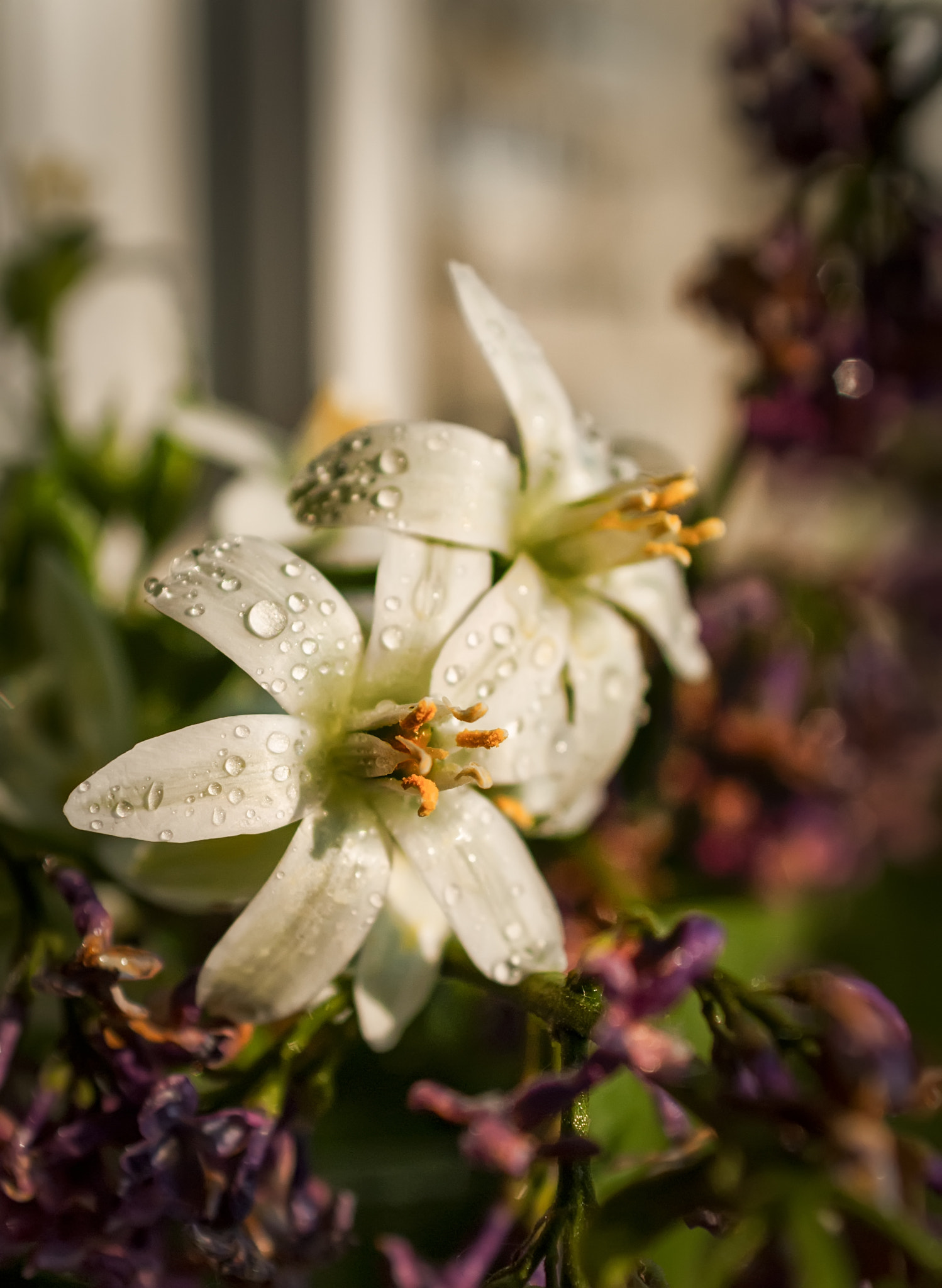 AF Zoom-Nikkor 28-85mm f/3.5-4.5 sample photo. Lilea photography