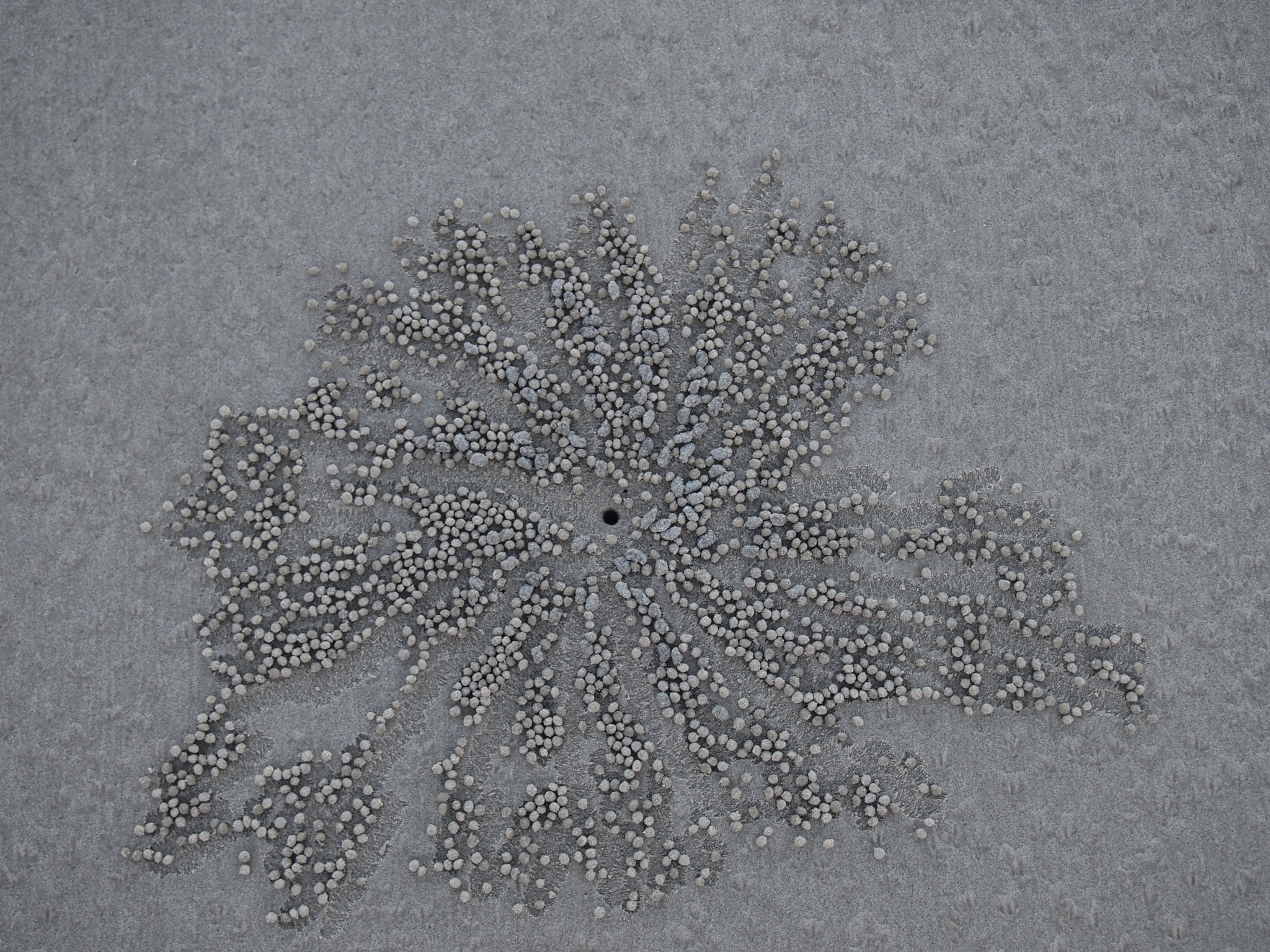 Olympus PEN E-PL2 sample photo. Crab made photography
