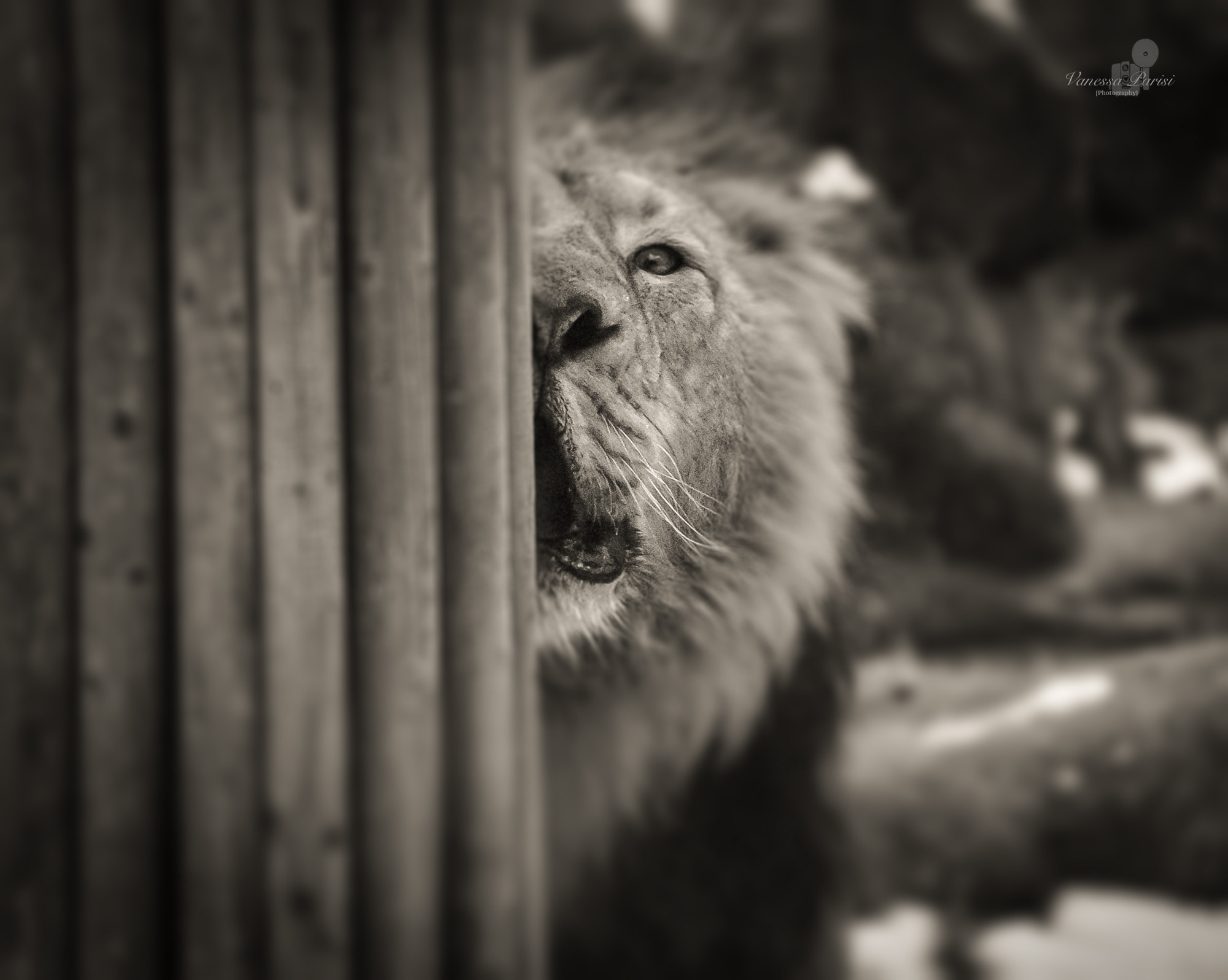 Sony a7 + Sony E 55-210mm F4.5-6.3 OSS sample photo. In the jungle terrible jungle ! photography