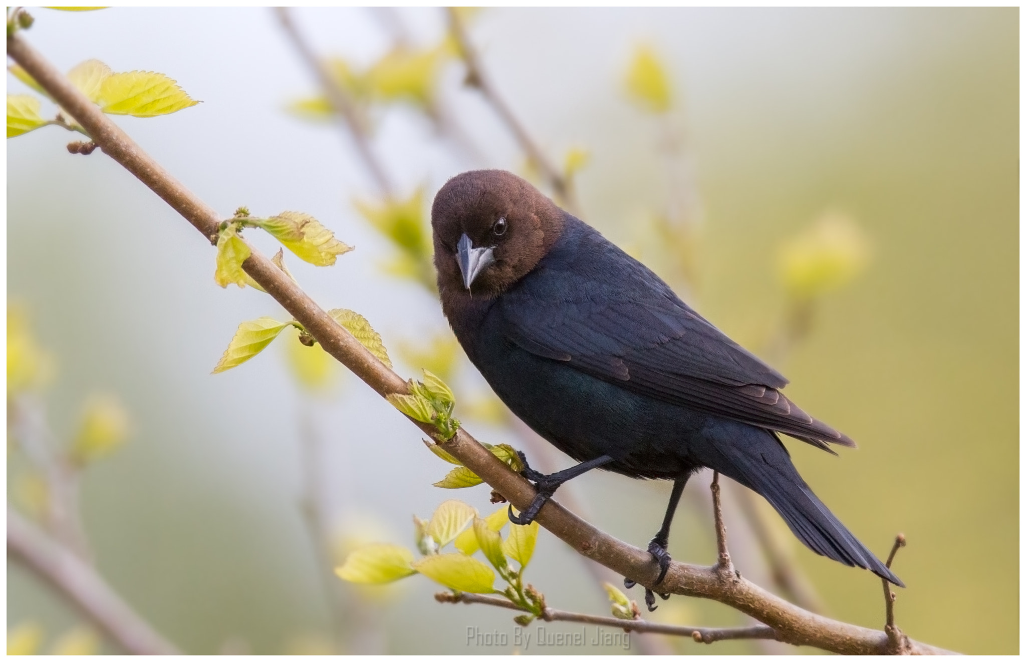 Canon EOS 7D + Canon EF 600mm f/4L IS sample photo. Brown headed cowbird photography