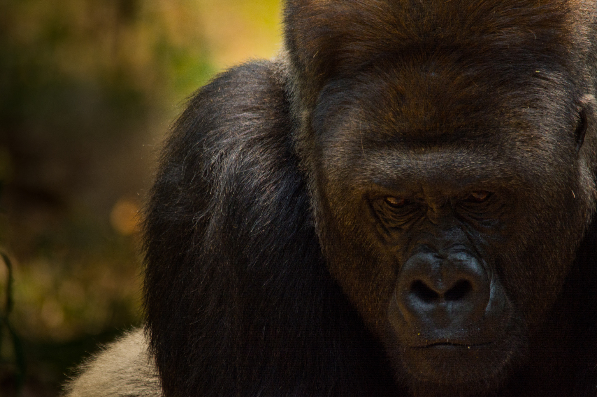 Sigma 150-500mm F5-6.3 DG OS HSM sample photo. The angry gorilla photography