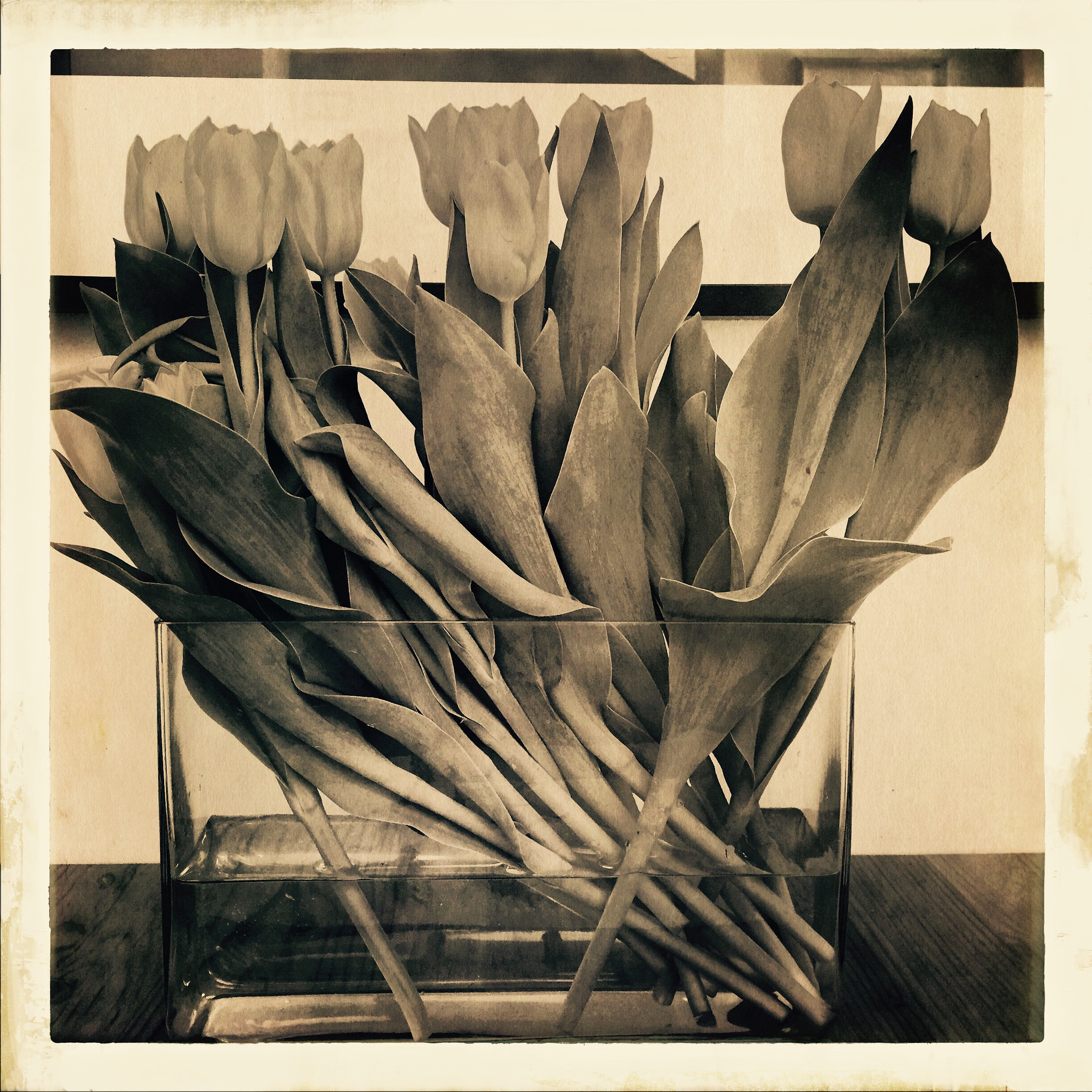 Hipstamatic 302 sample photo. Tulips different photography