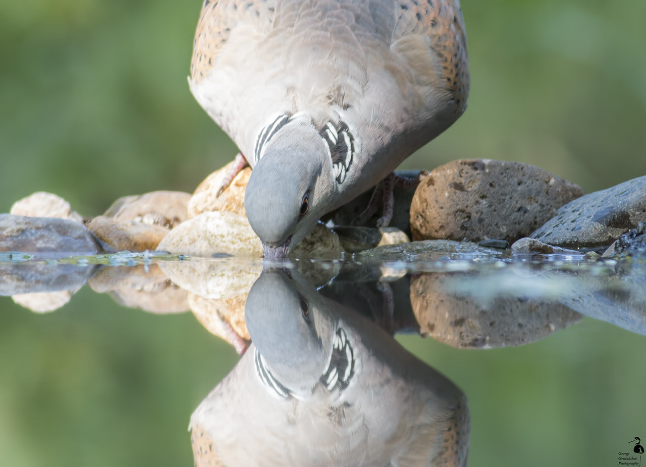 Canon EOS 70D + Canon EF 400mm F5.6L USM sample photo. Turtle dove photography