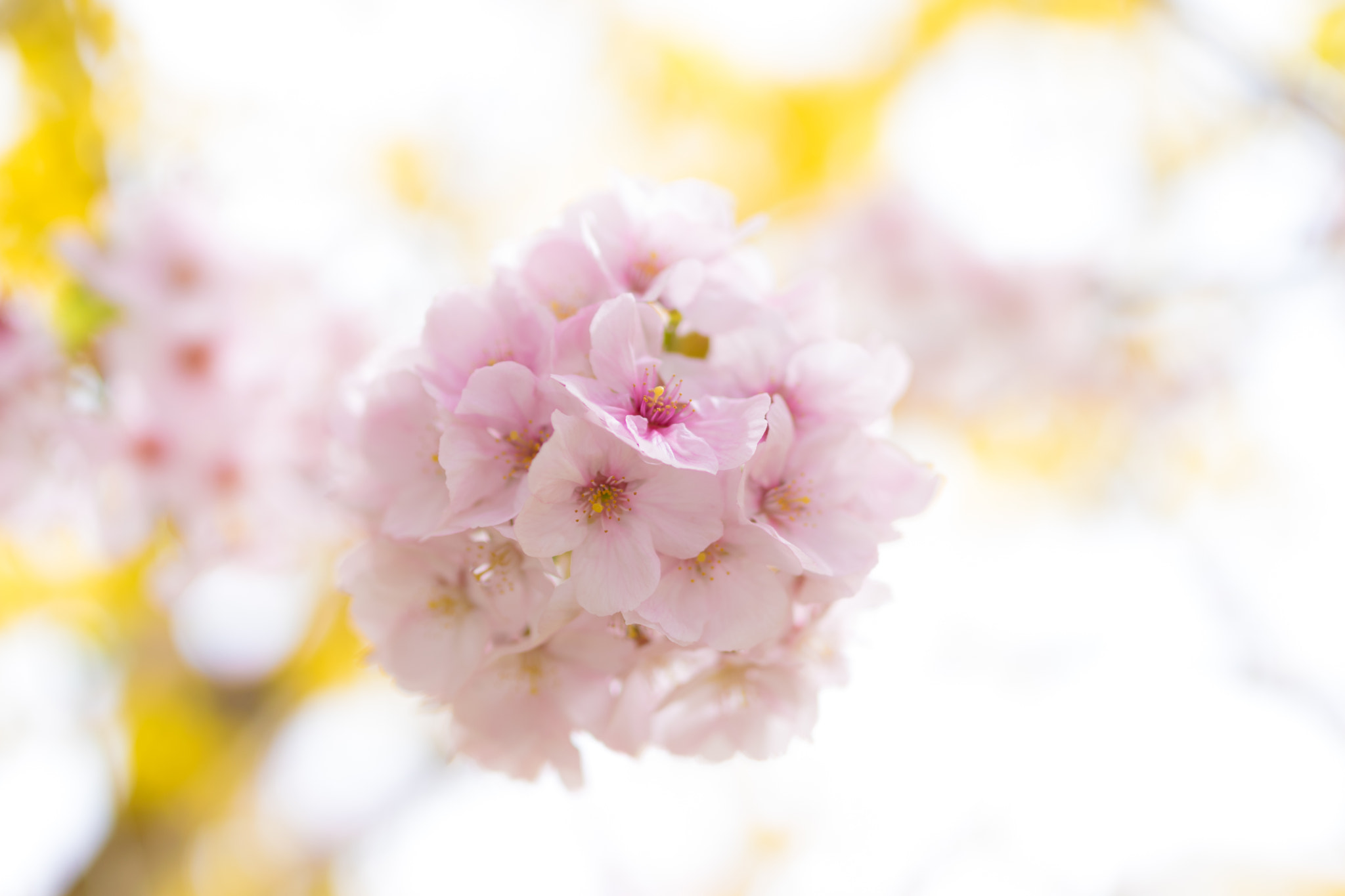 Nikon D5300 + Sigma 35mm F1.4 DG HSM Art sample photo. Gentle spring photography