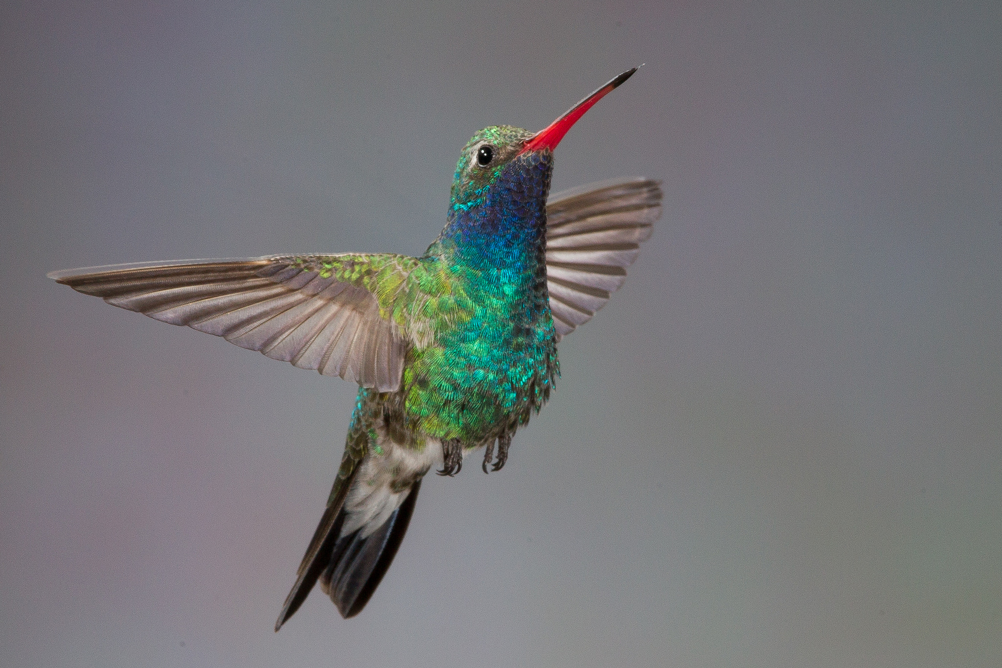 Canon EF 600mm f/4L IS sample photo. Broad-billed hummingbird photography