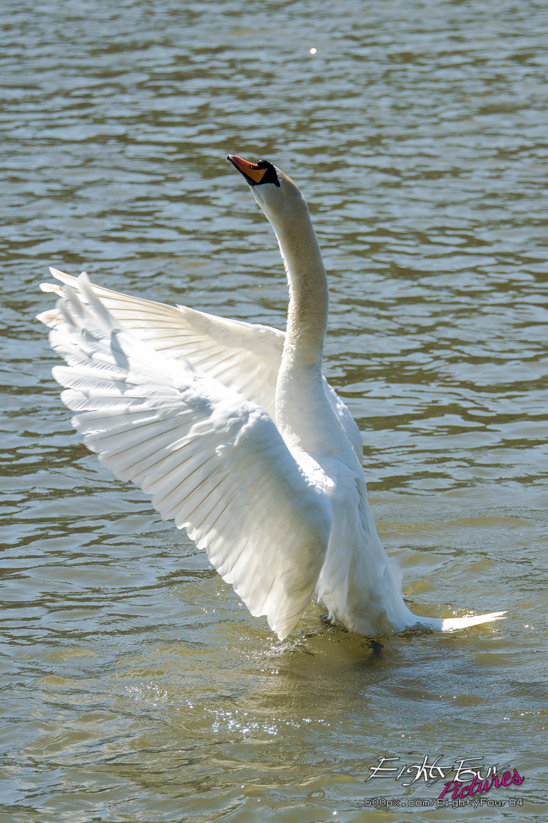 Sony ILCA-77M2 + Tamron SP 70-200mm F2.8 Di VC USD sample photo. Swan erecting photography