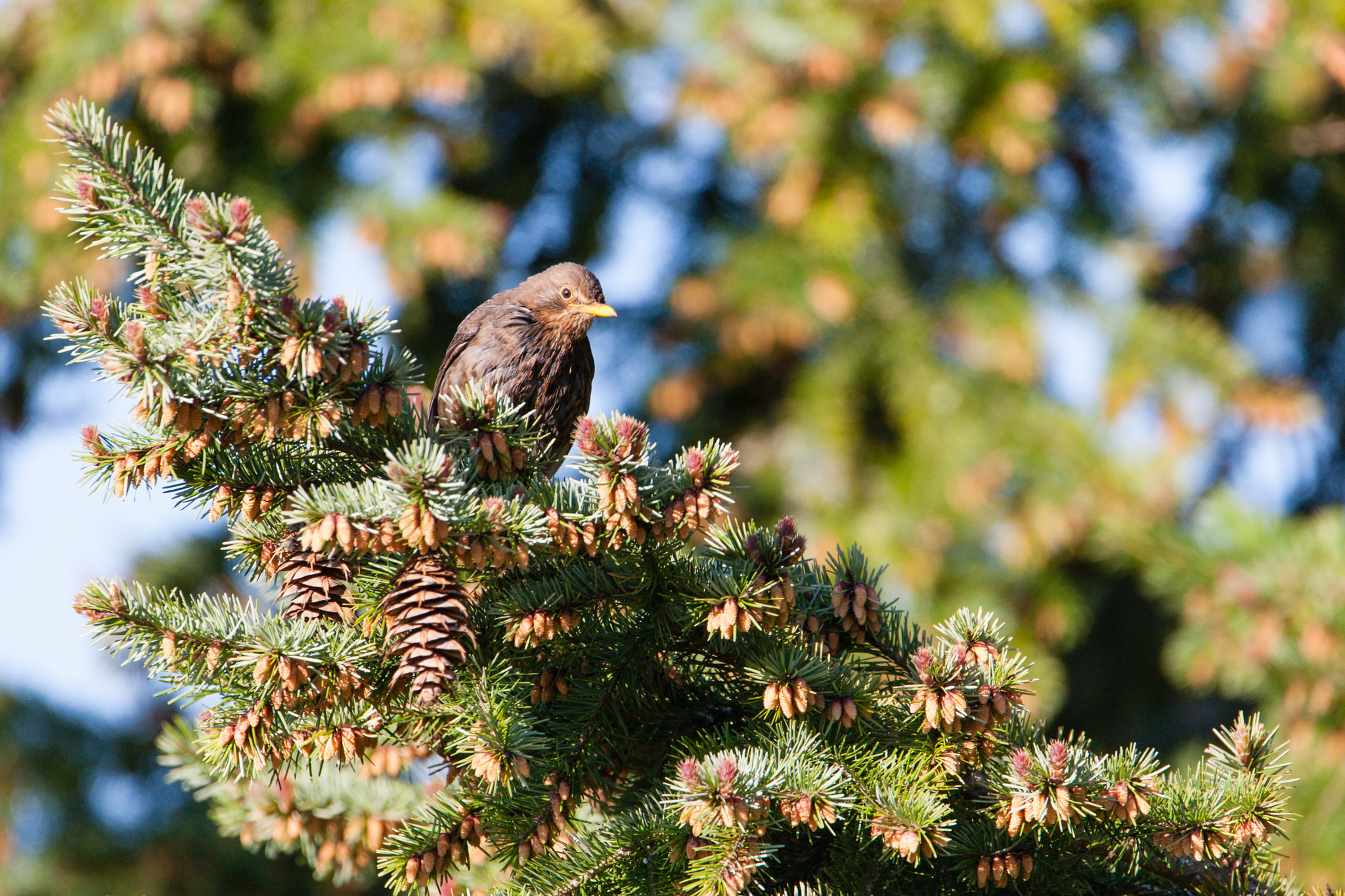 Canon EOS-1D Mark III sample photo. Blackbird in fir photography