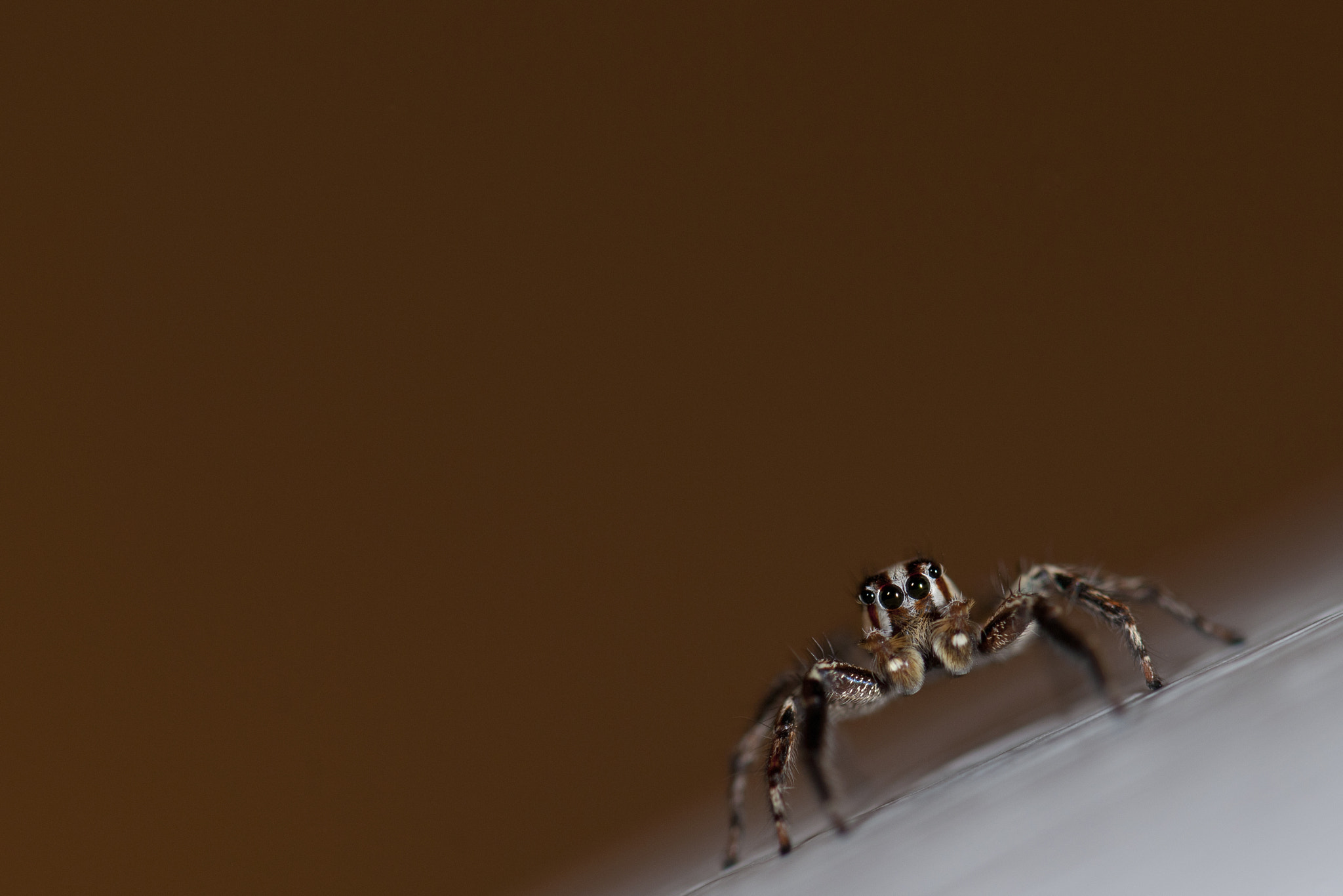 Nikon D3X + Nikon AF-S Micro-Nikkor 105mm F2.8G IF-ED VR sample photo. Spider crawling on wall photography
