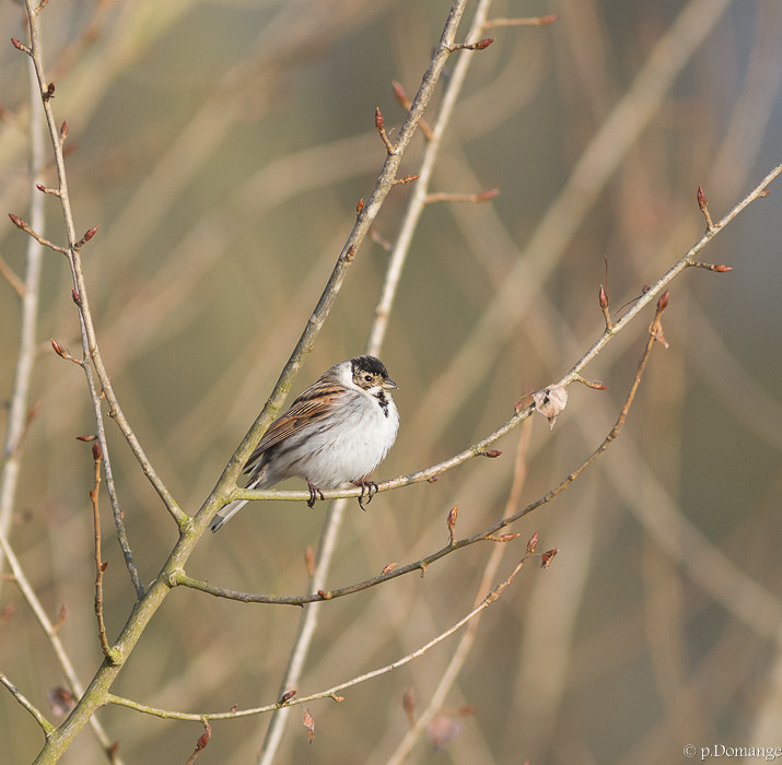 Nikon AF-S Nikkor 300mm F2.8G ED VR II sample photo. 13032016-_dsc0835_11637.jpg photography