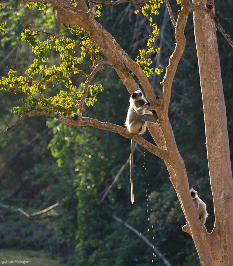 Sony 70-400mm F4-5.6 G SSM II sample photo. Pee monkey planet boom photography