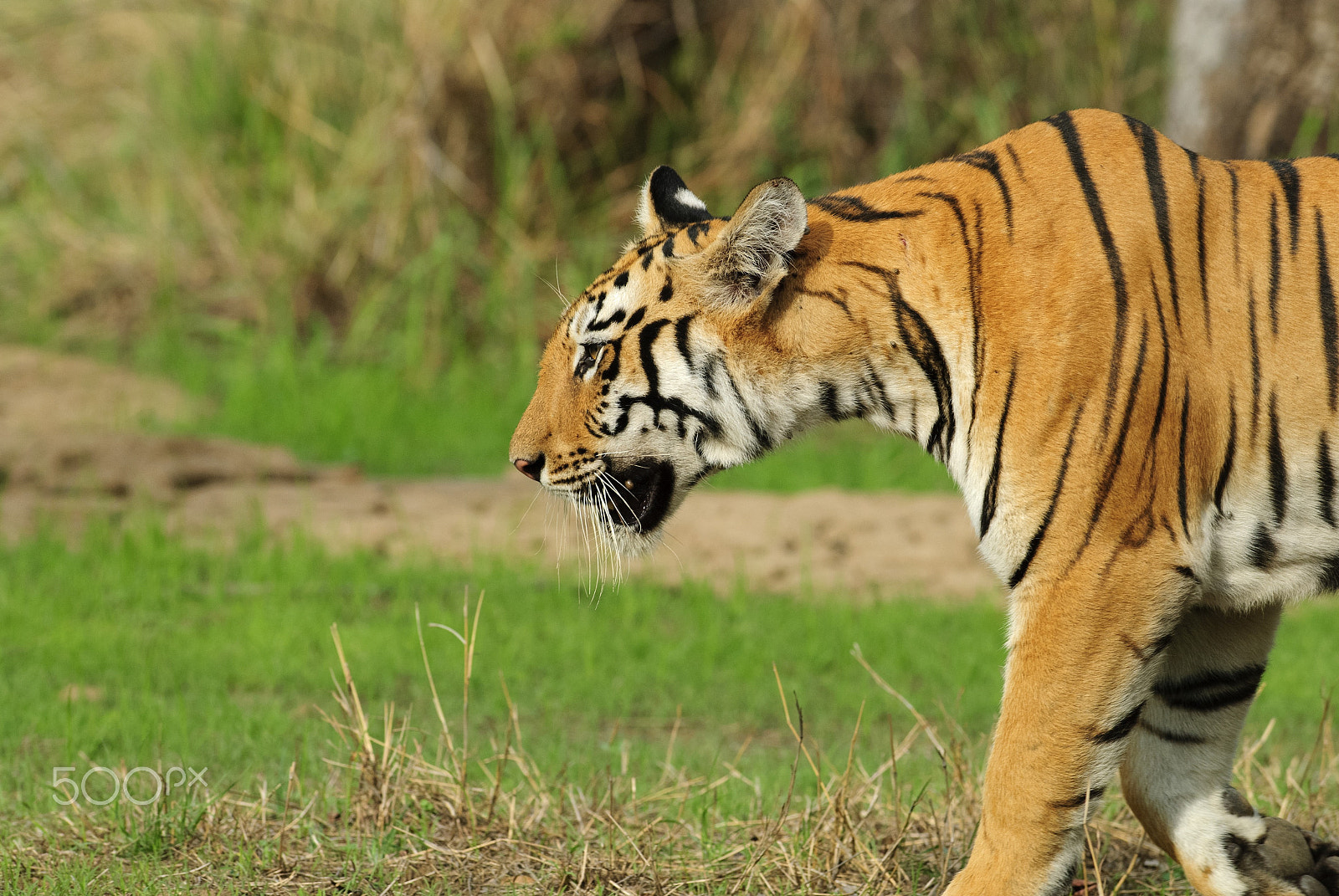 Nikon AF-S Nikkor 300mm F2.8G ED VR II sample photo. The bengal tiger photography