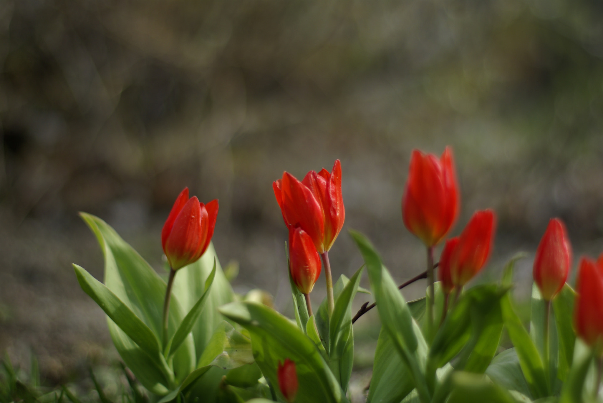 Pentax K10D + Pentax smc FA 50mm F1.4 sample photo. Tulips photography