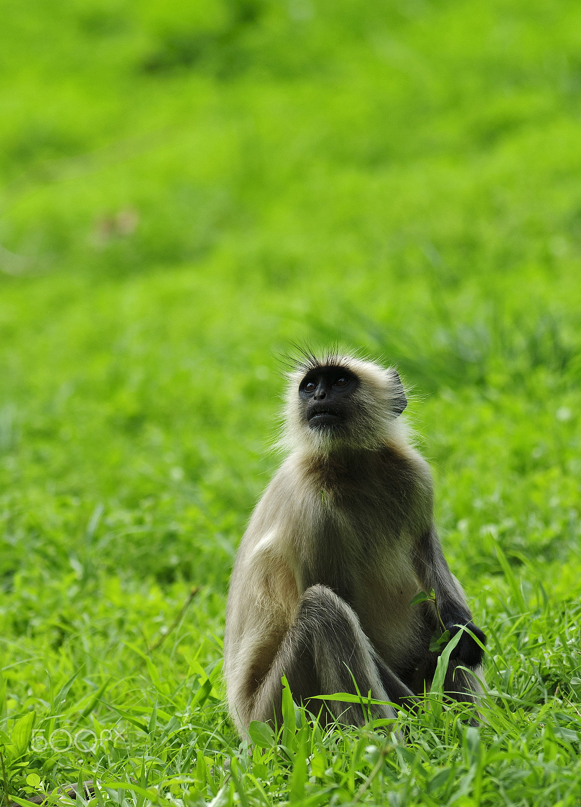 Nikon AF-S Nikkor 300mm F2.8G ED VR II sample photo. Human langur sitting on forest floor photography