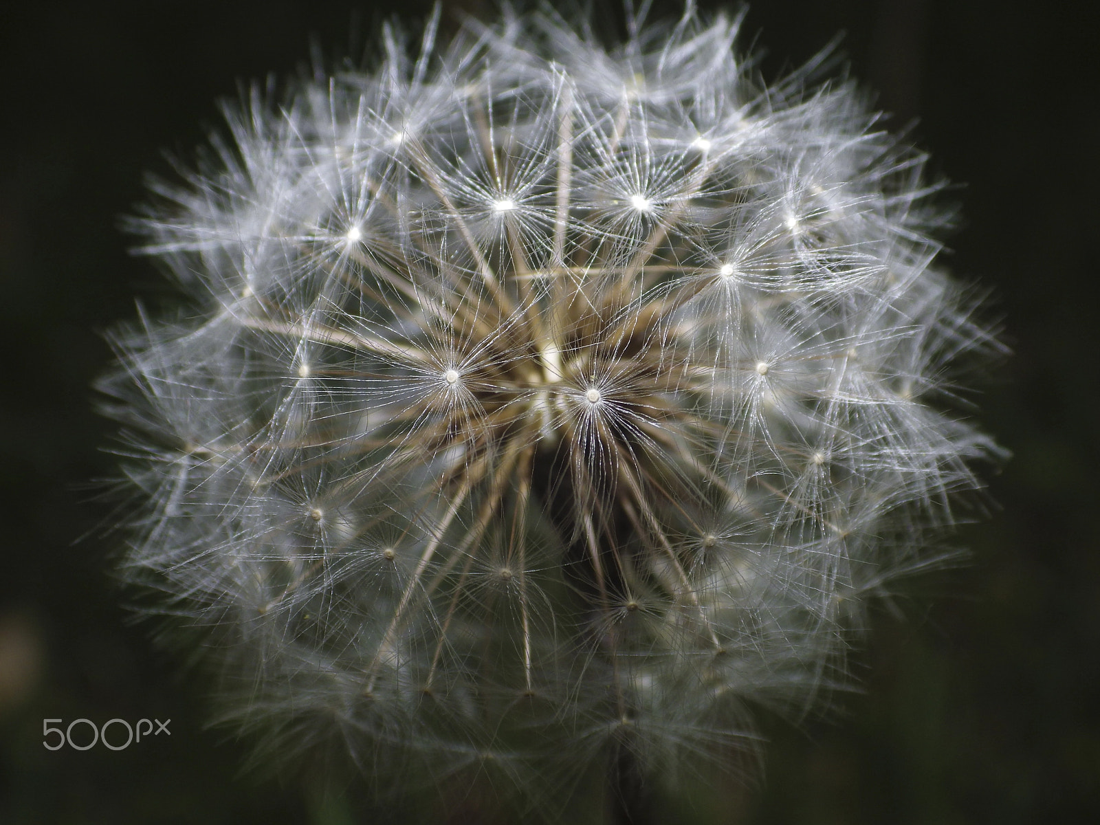 Pentax X-5 sample photo. Moonlit dandelion photography