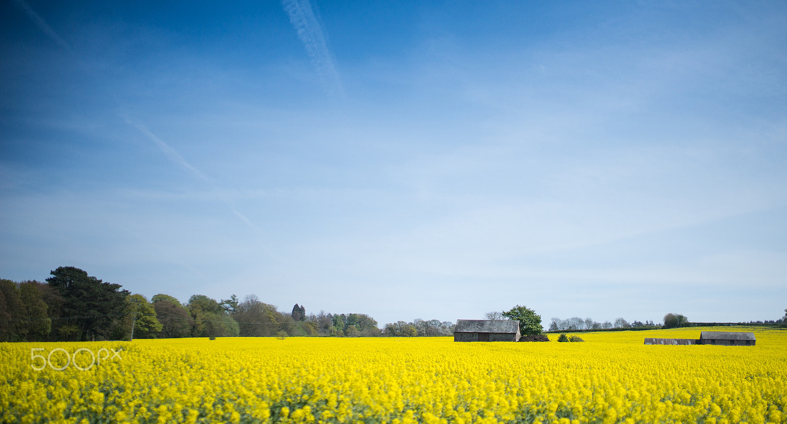 Sony a99 II + Sigma 35mm F1.4 DG HSM Art sample photo. Canola field photography