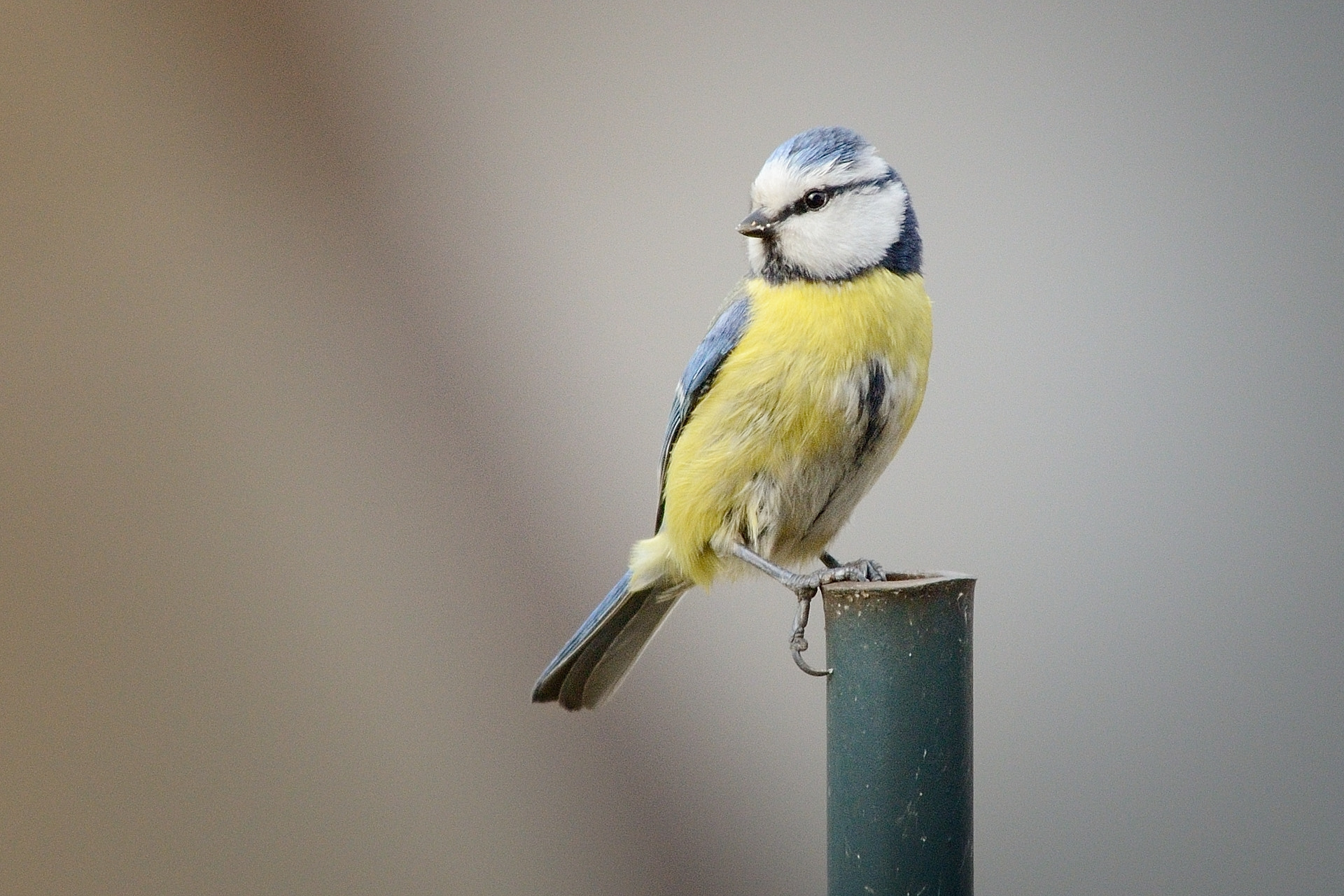 Nikon D7000 + Nikon AF Nikkor 80-400mm F4.5-5.6D ED VR sample photo. Bluetit photography