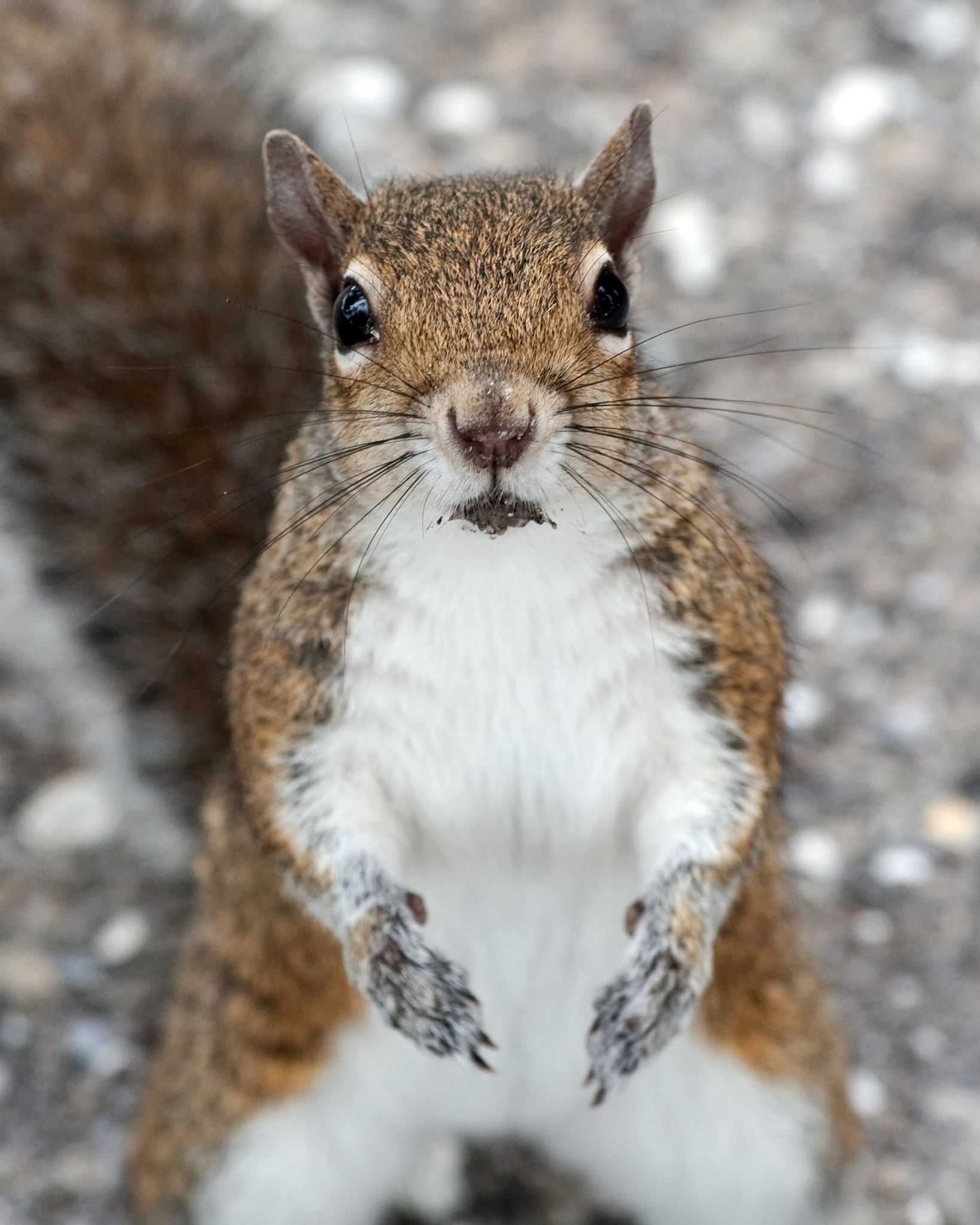 Canon EOS 5D + Canon EF 70-300mm F4-5.6 IS USM sample photo. Begging beach squirrel photography