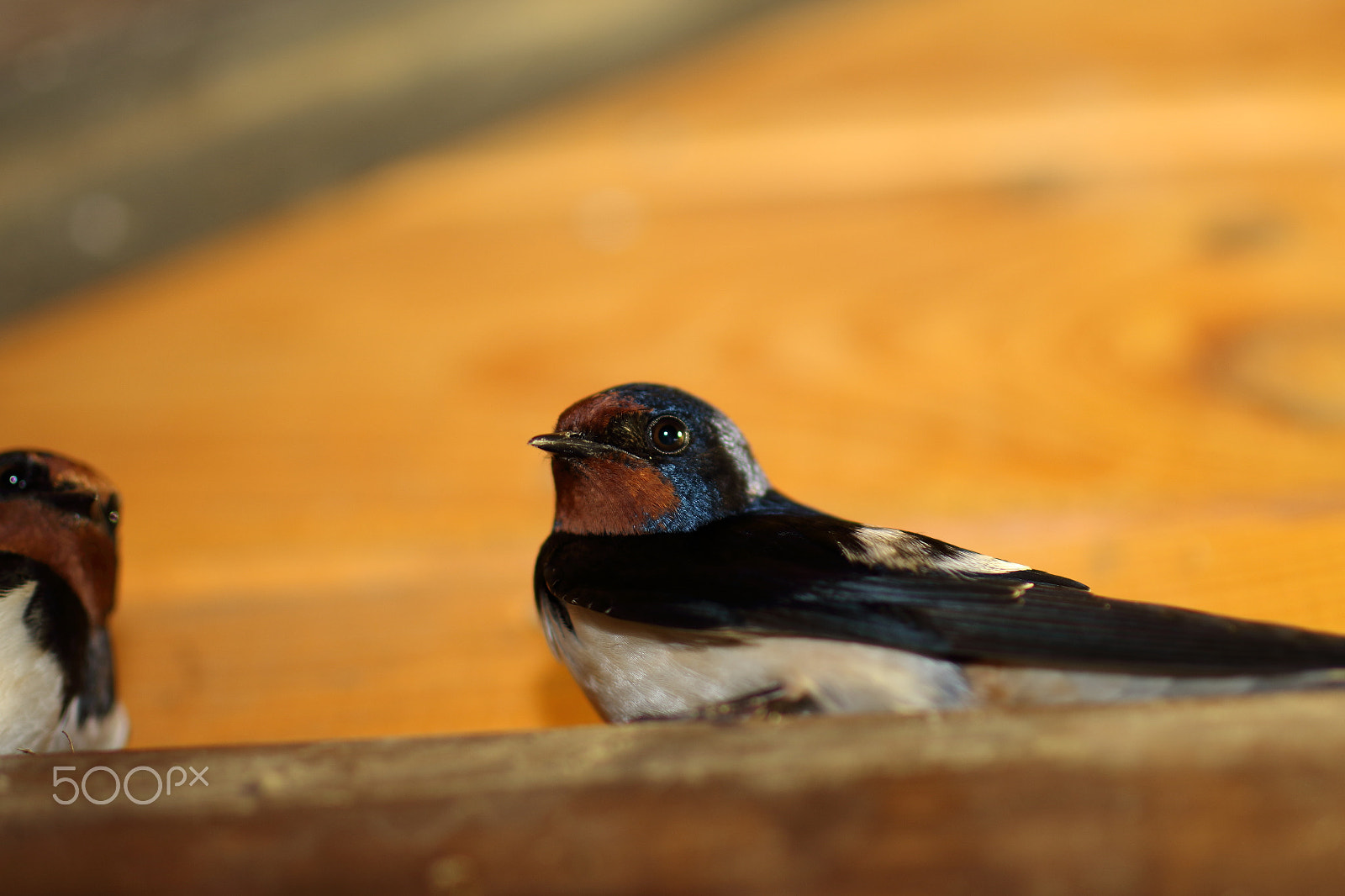 Tamron SP 45mm F1.8 Di VC USD sample photo. Swallow photography