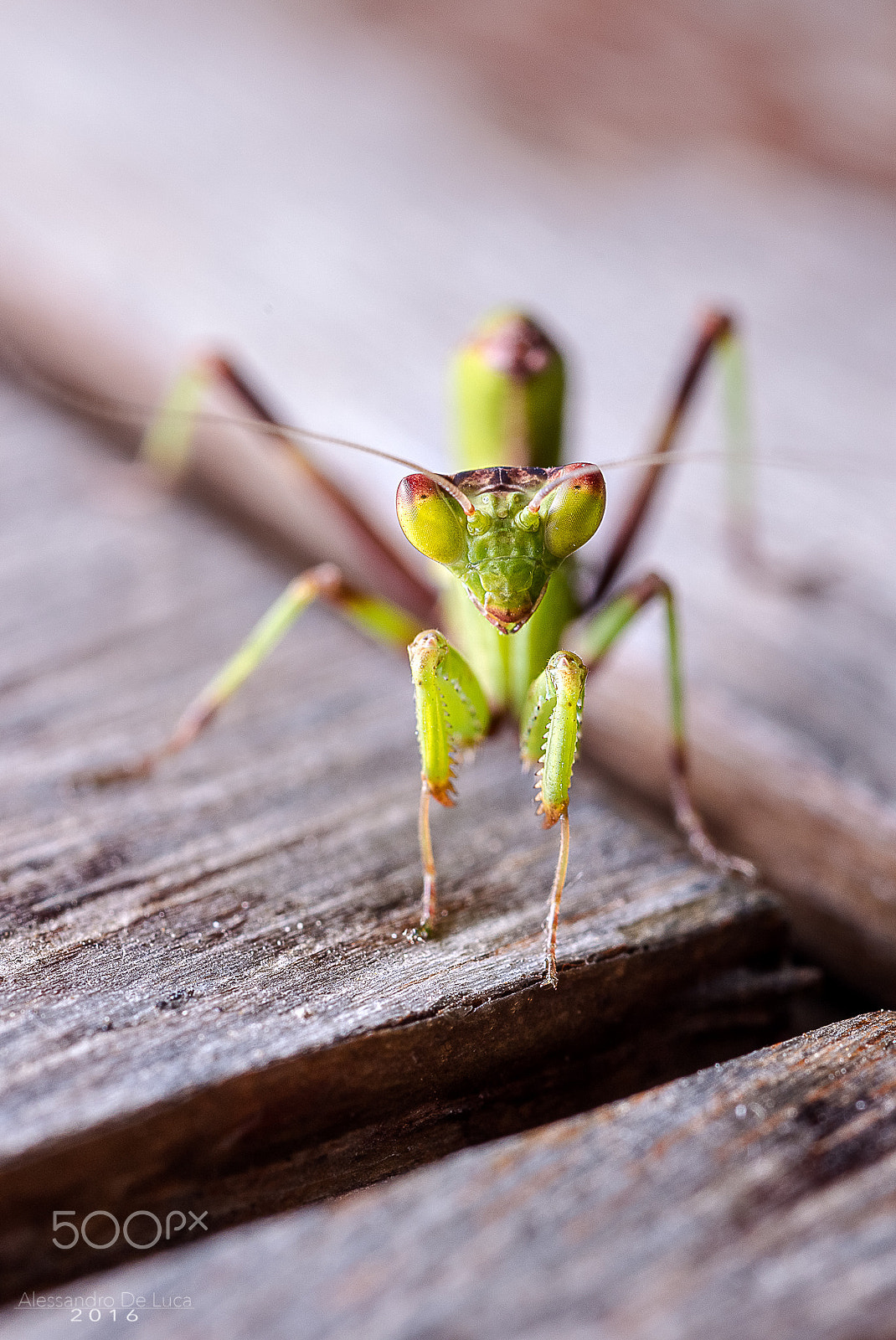 Nikon D810 + Nikon AF Micro-Nikkor 60mm F2.8D sample photo. You talkin' to me? you talkin' to me? you talkin' to me? photography