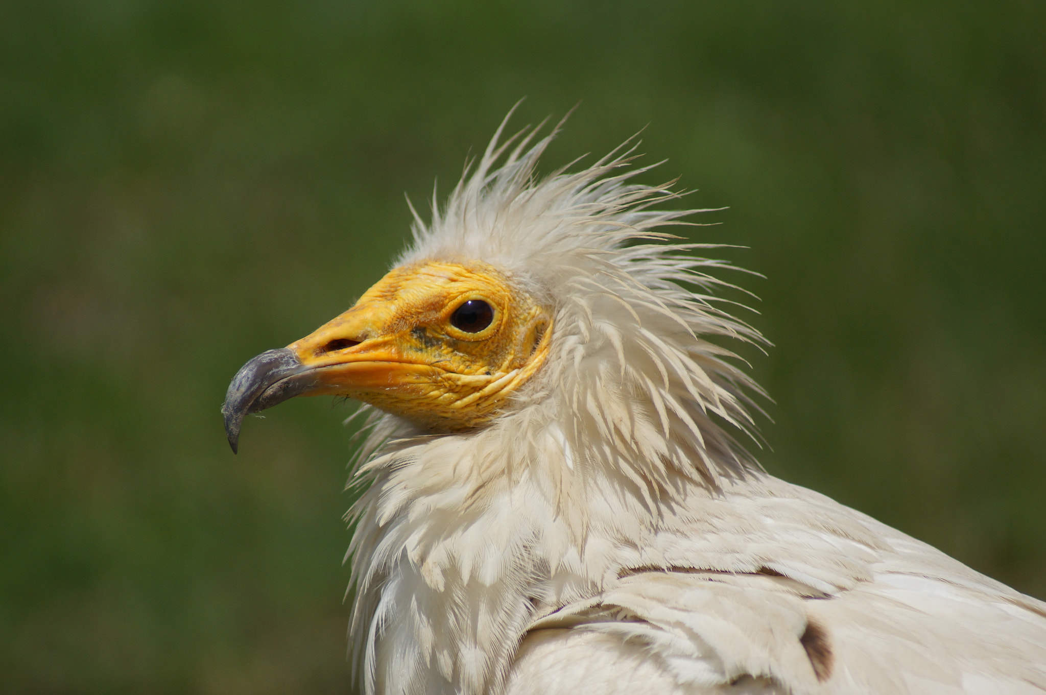 Sony 75-300mm F4.5-5.6 sample photo. Percnoptere photography