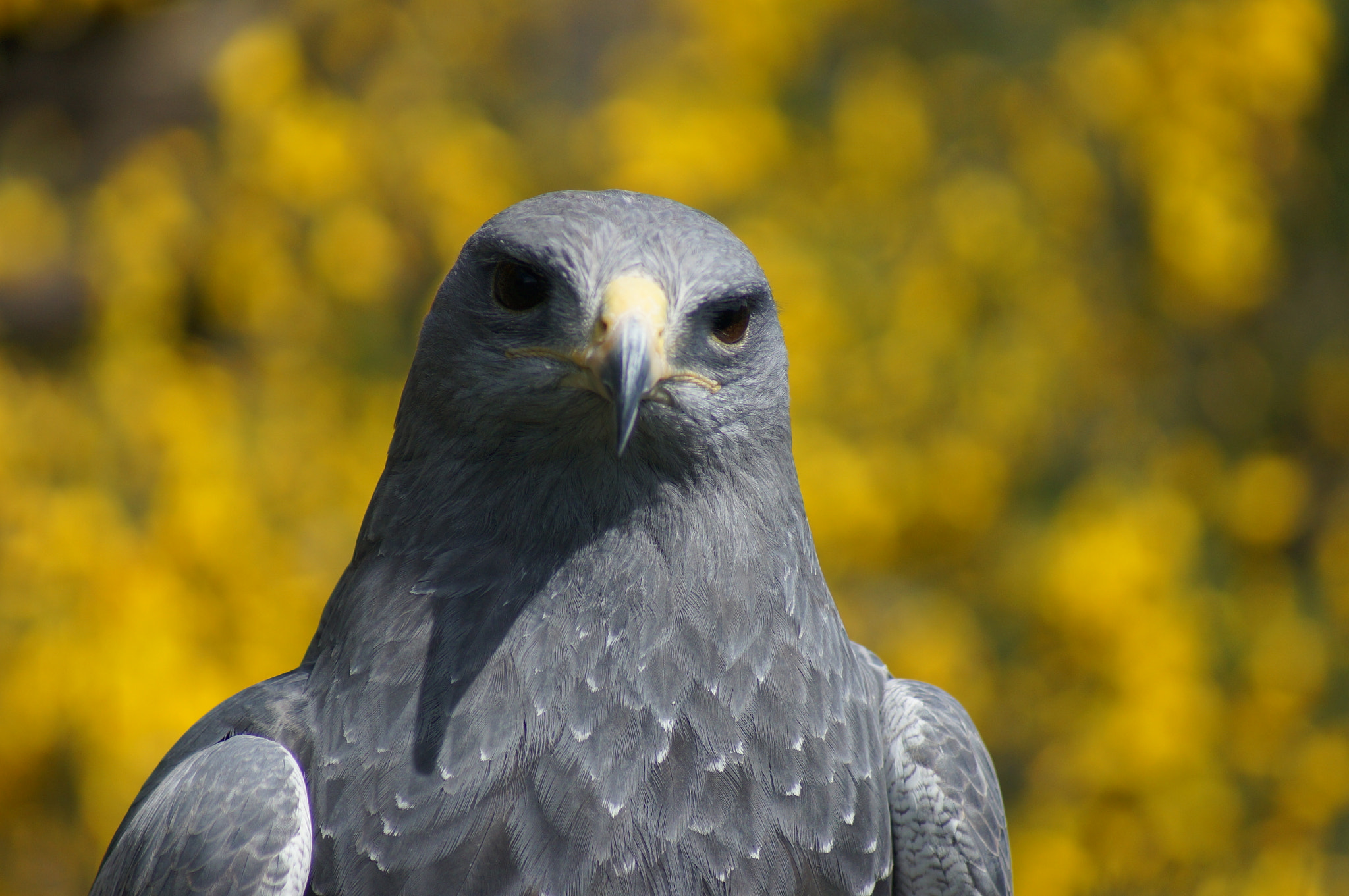 Sony 75-300mm F4.5-5.6 sample photo. Aigle bleu du chili photography