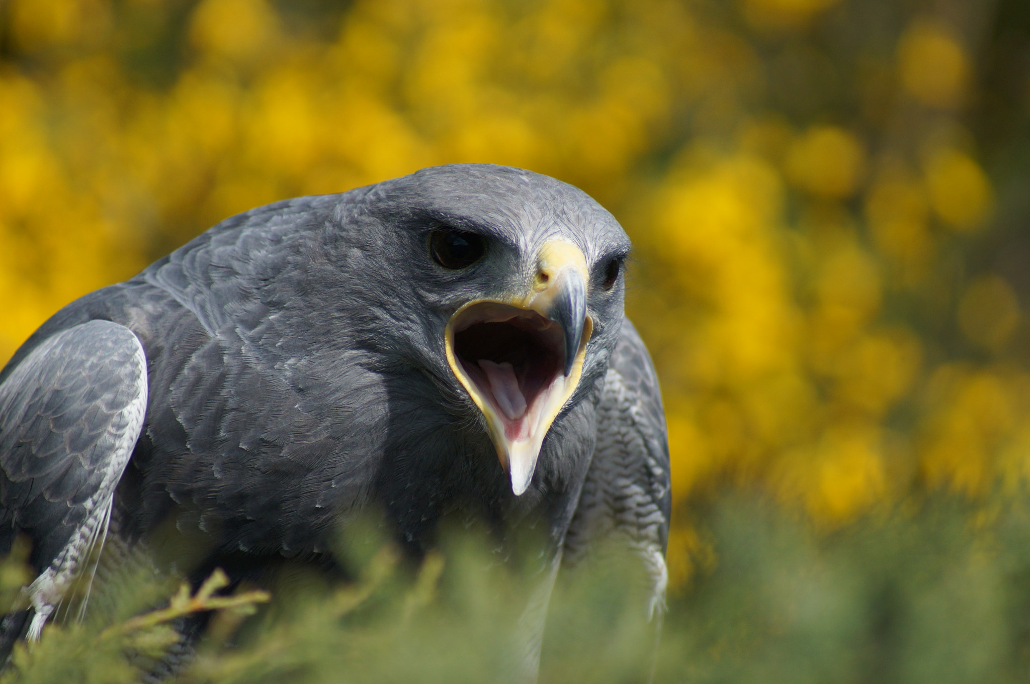 Sony 75-300mm F4.5-5.6 sample photo. Aigle bleu du chili photography