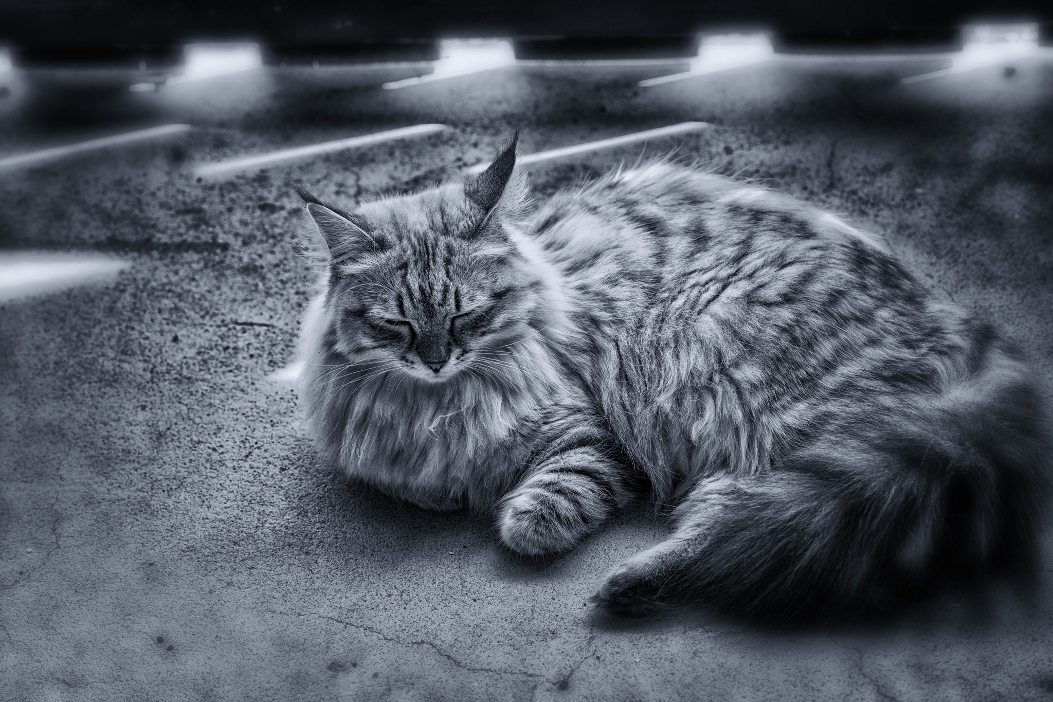 Nikon D3X + Nikon AF Nikkor 105mm F2D DC sample photo. Meditating princess cassiopeia photography