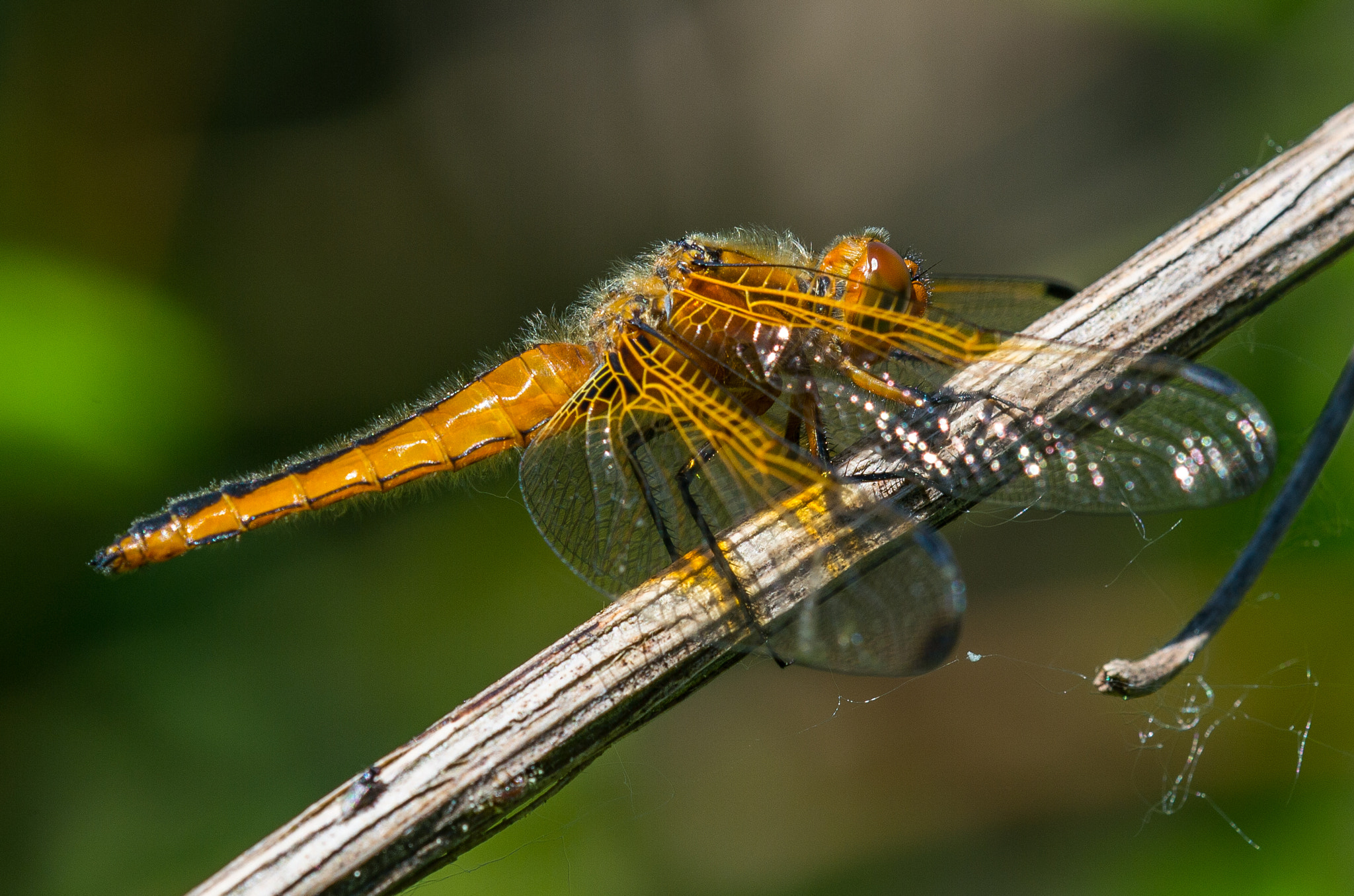 Nikon Df + Nikon AF Micro-Nikkor 200mm F4D ED-IF sample photo. Libellula depressa, female photography