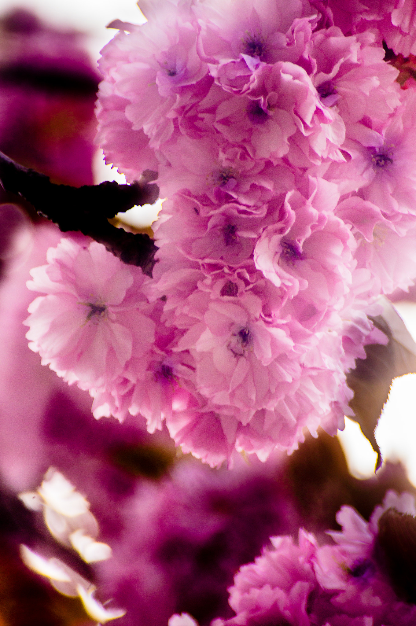 Sony 75-300mm F4.5-5.6 sample photo. Pink blossom photography