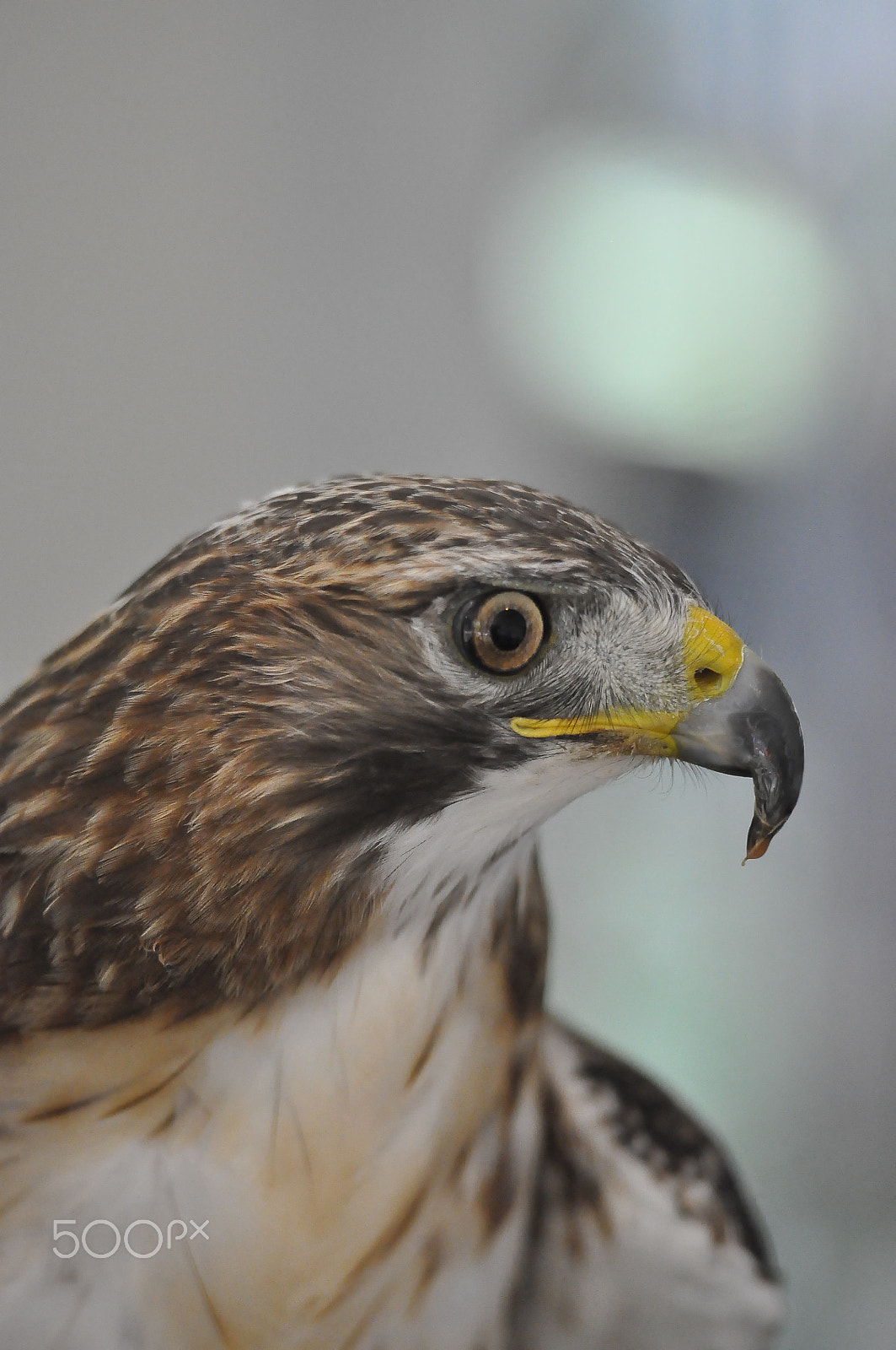 Nikon AF-S Nikkor 70-200mm F2.8G ED VR II sample photo. Hawk photography
