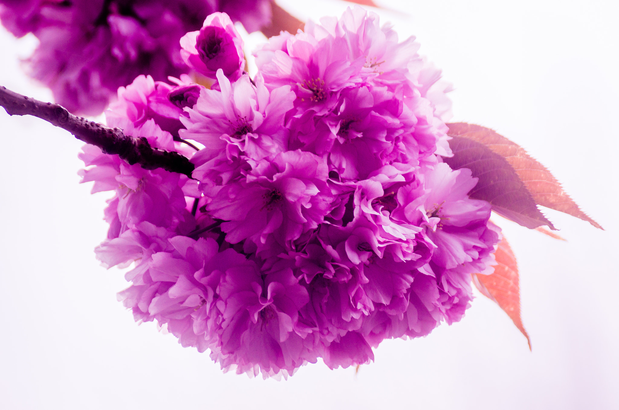 Sony 75-300mm F4.5-5.6 sample photo. Pink blossom 2 photography