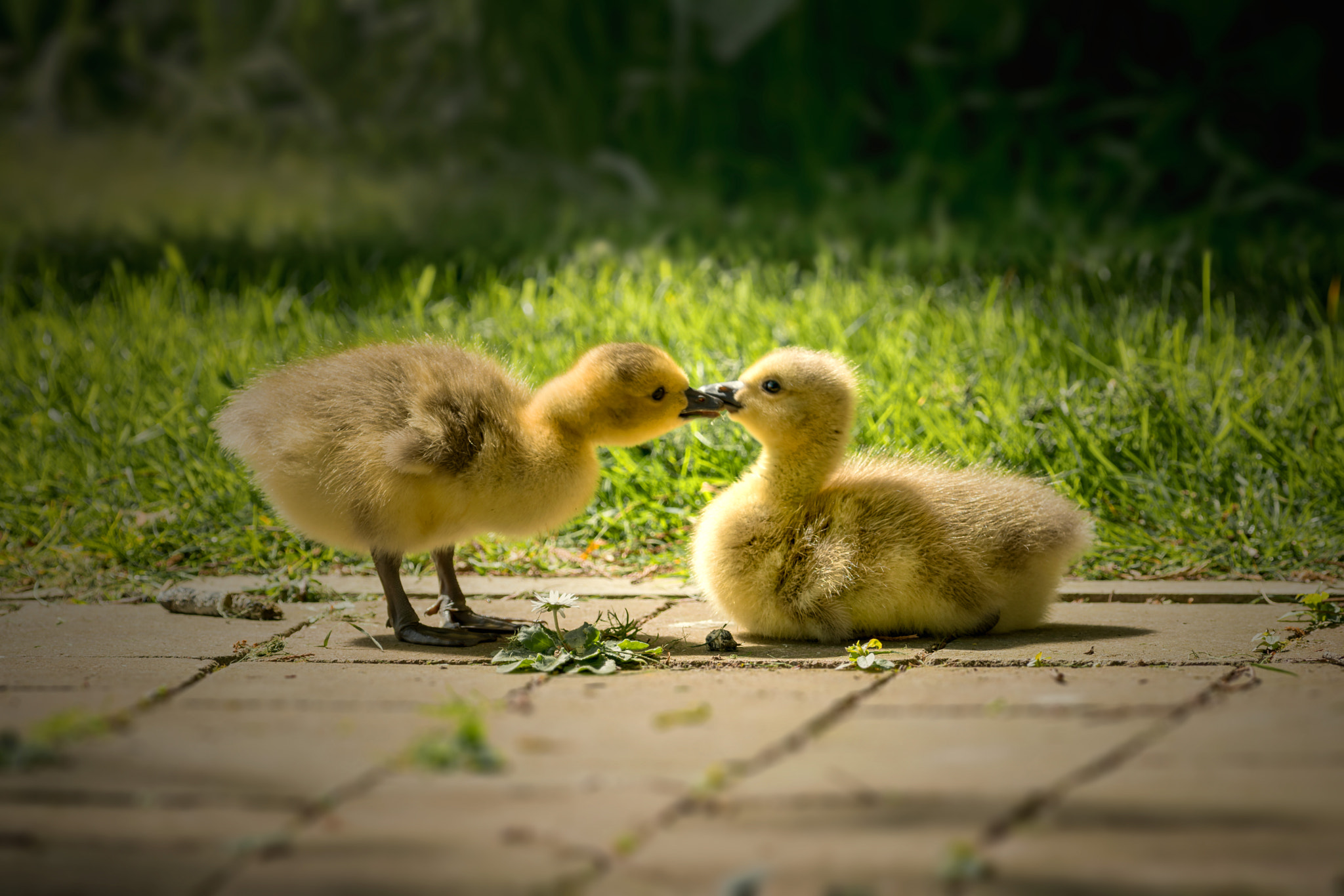 Sony a7R II + Canon EF 400mm F5.6L USM sample photo. The kiss photography