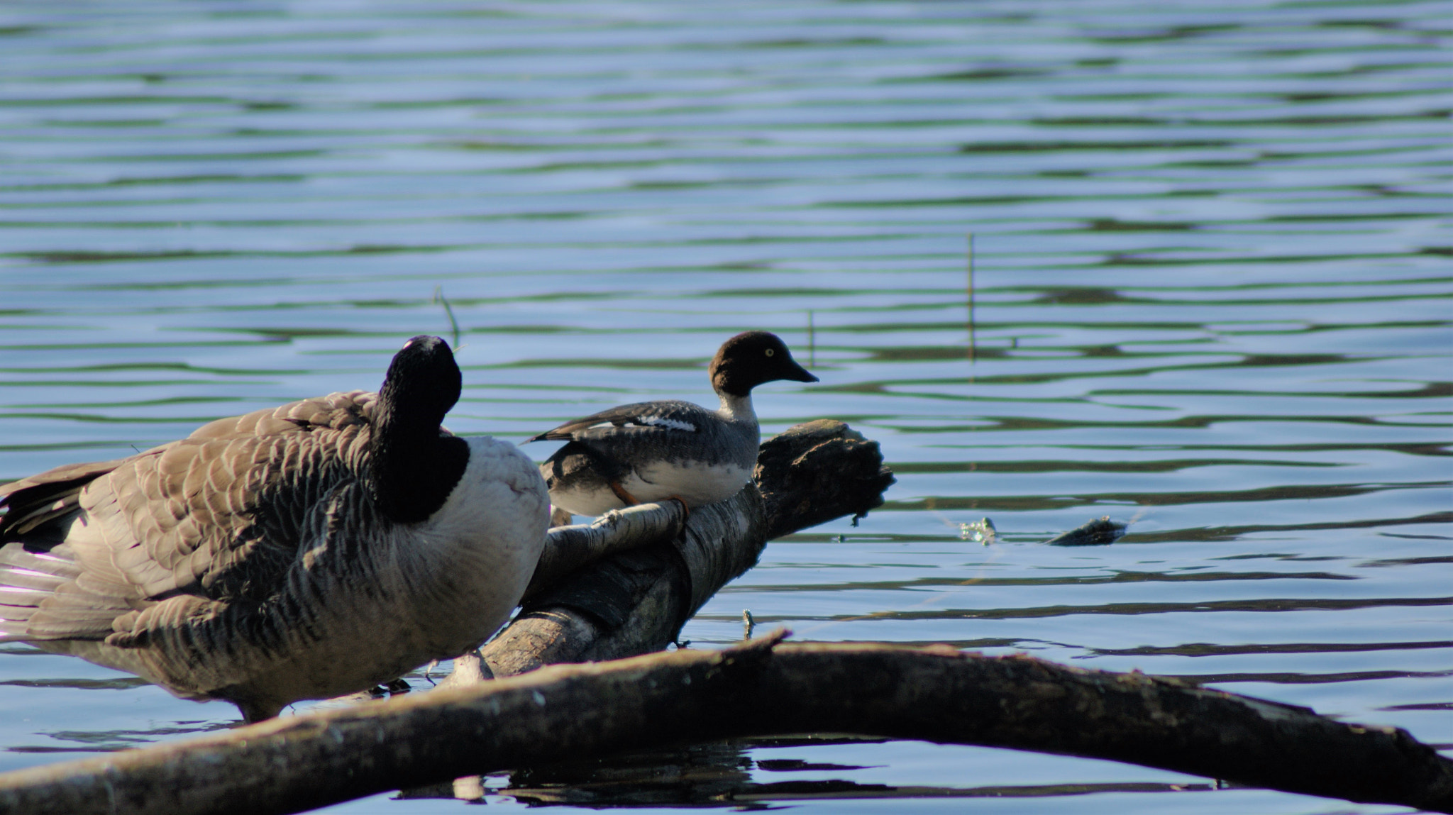 Sony Alpha DSLR-A350 + Tamron Lens (255) sample photo. Nuuksio 2 photography