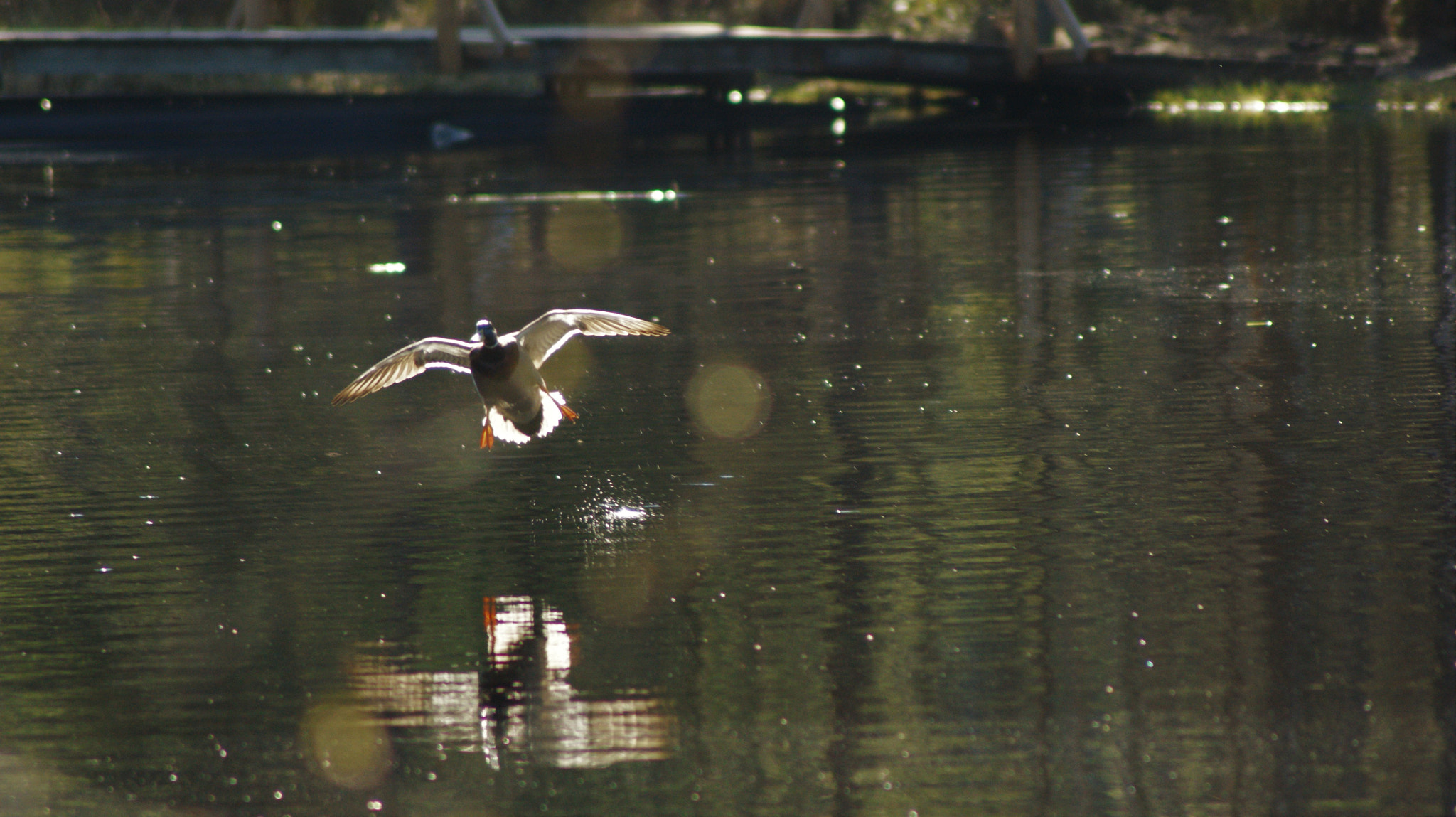 Sony Alpha DSLR-A350 + Tamron Lens (255) sample photo. Nuuksio 1 photography