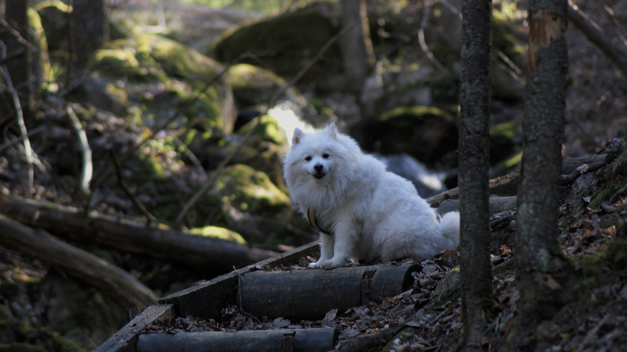 Sony Alpha DSLR-A350 + Tamron Lens (255) sample photo. Nuuksio photography