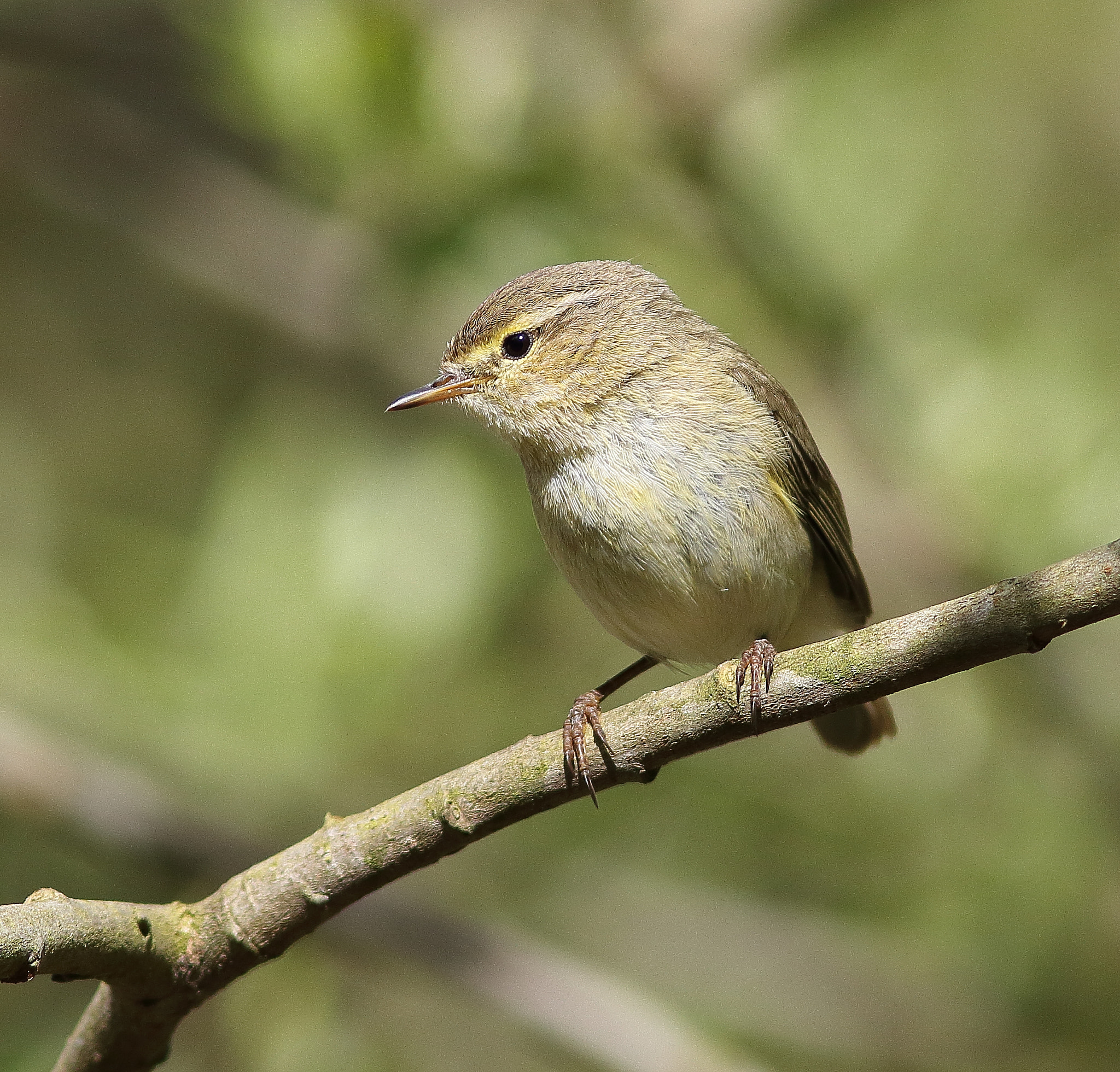 Canon EF 300mm F4L IS USM sample photo. Willow warbler photography