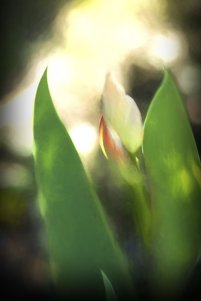 Olympus OM-D E-M5 II + Olympus M.Zuiko Digital ED 75mm F1.8 sample photo. Spring is always a new fire of emotions photography