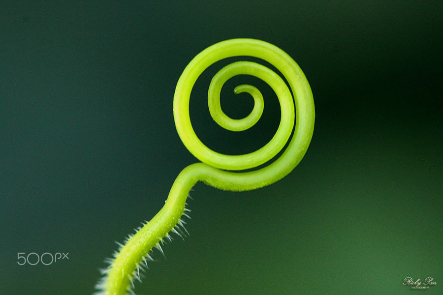 Canon EF 100mm F2.8 Macro USM sample photo. Nature lollipop photography