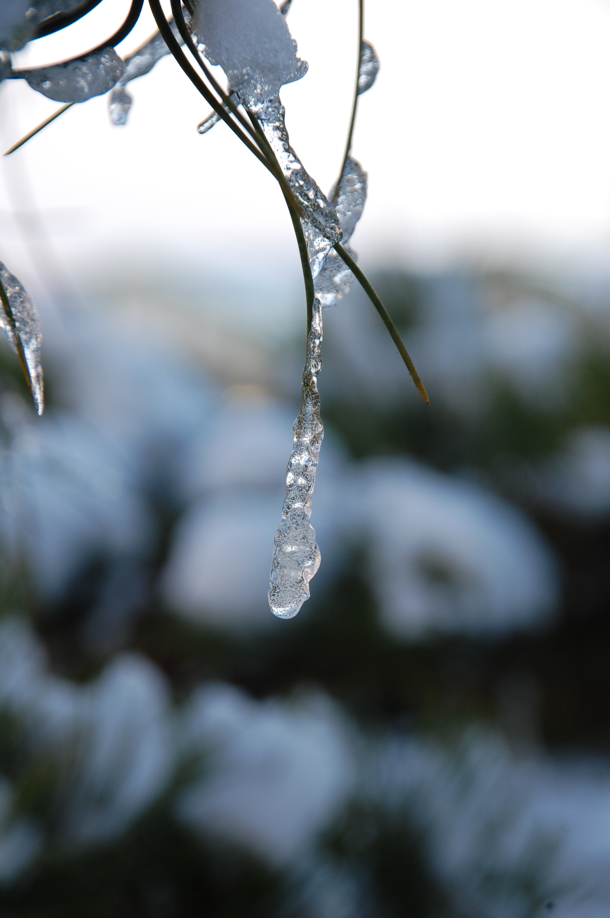 Nikon D40 + Sigma 18-200mm F3.5-6.3 DC sample photo. Frozen photography