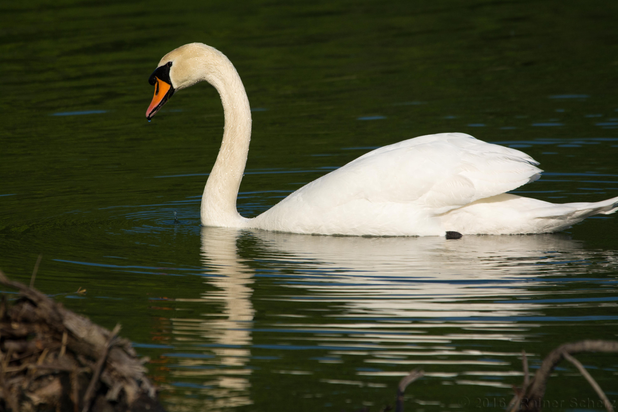 Sigma 120-400mm F4.5-5.6 DG OS HSM sample photo. Swan lake photography