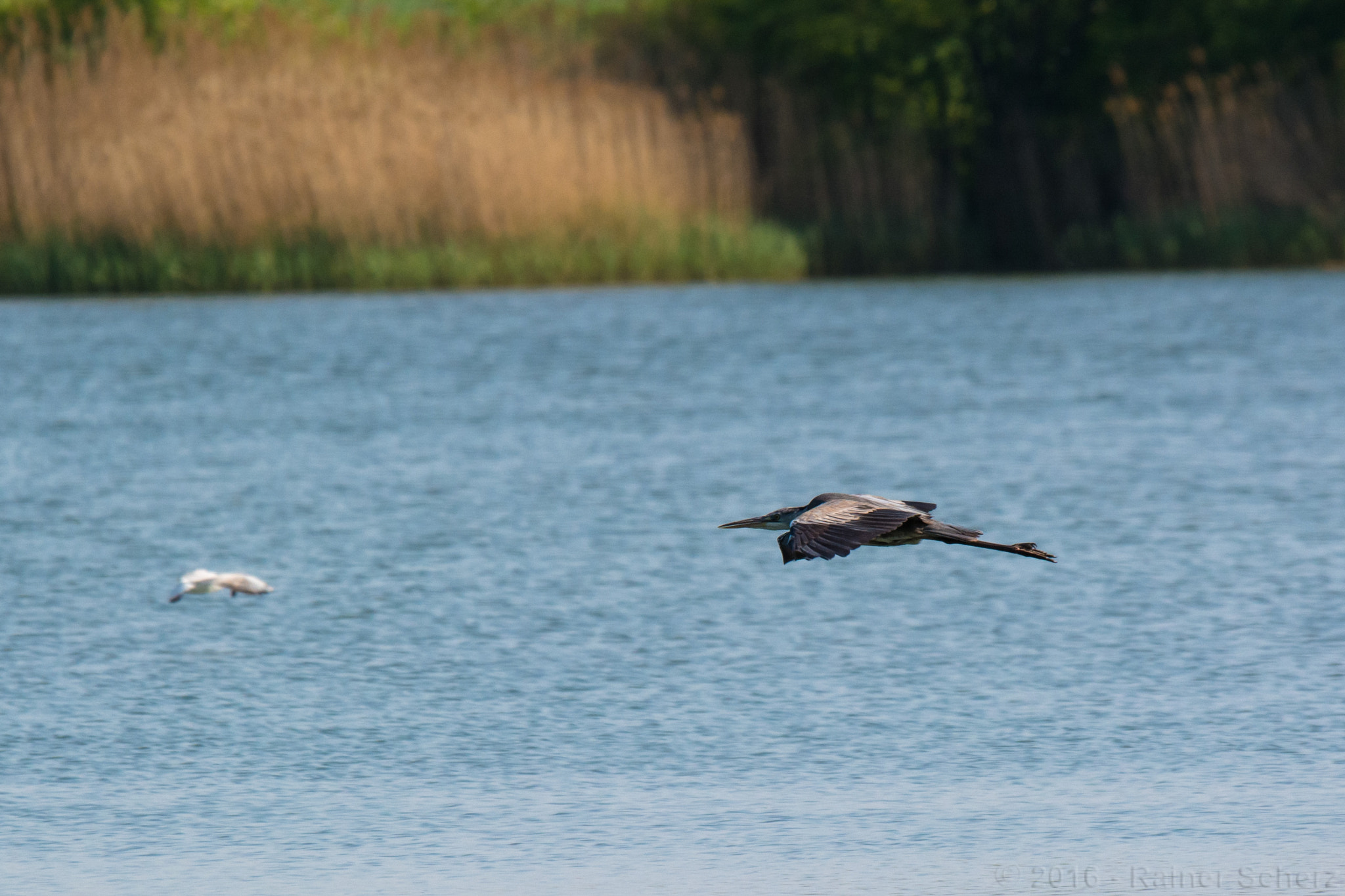 Sigma 120-400mm F4.5-5.6 DG OS HSM sample photo. Low-altitude flight photography