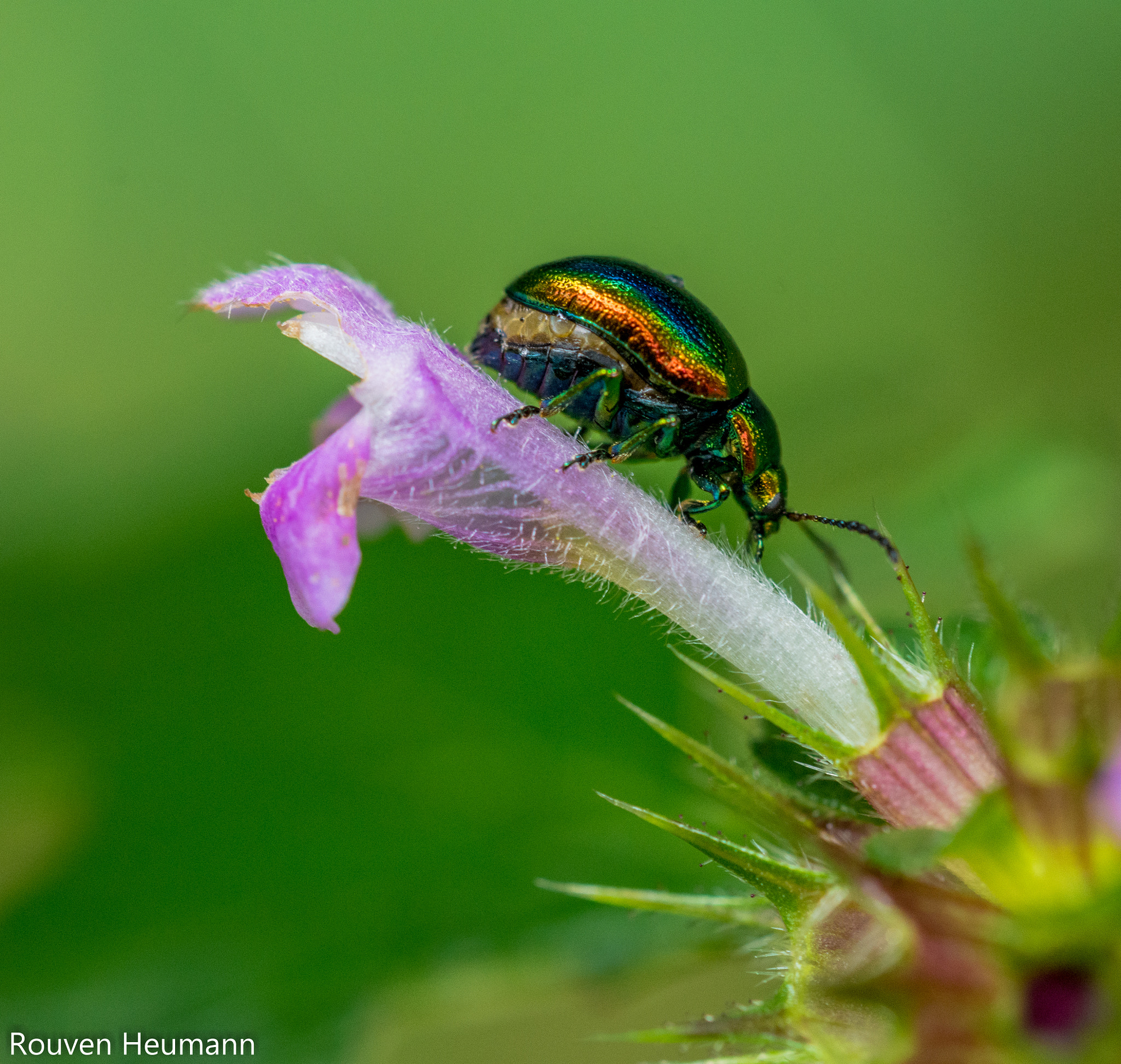 Sigma 150mm F2.8 EX DG OS Macro HSM sample photo. Little bug on a flower photography