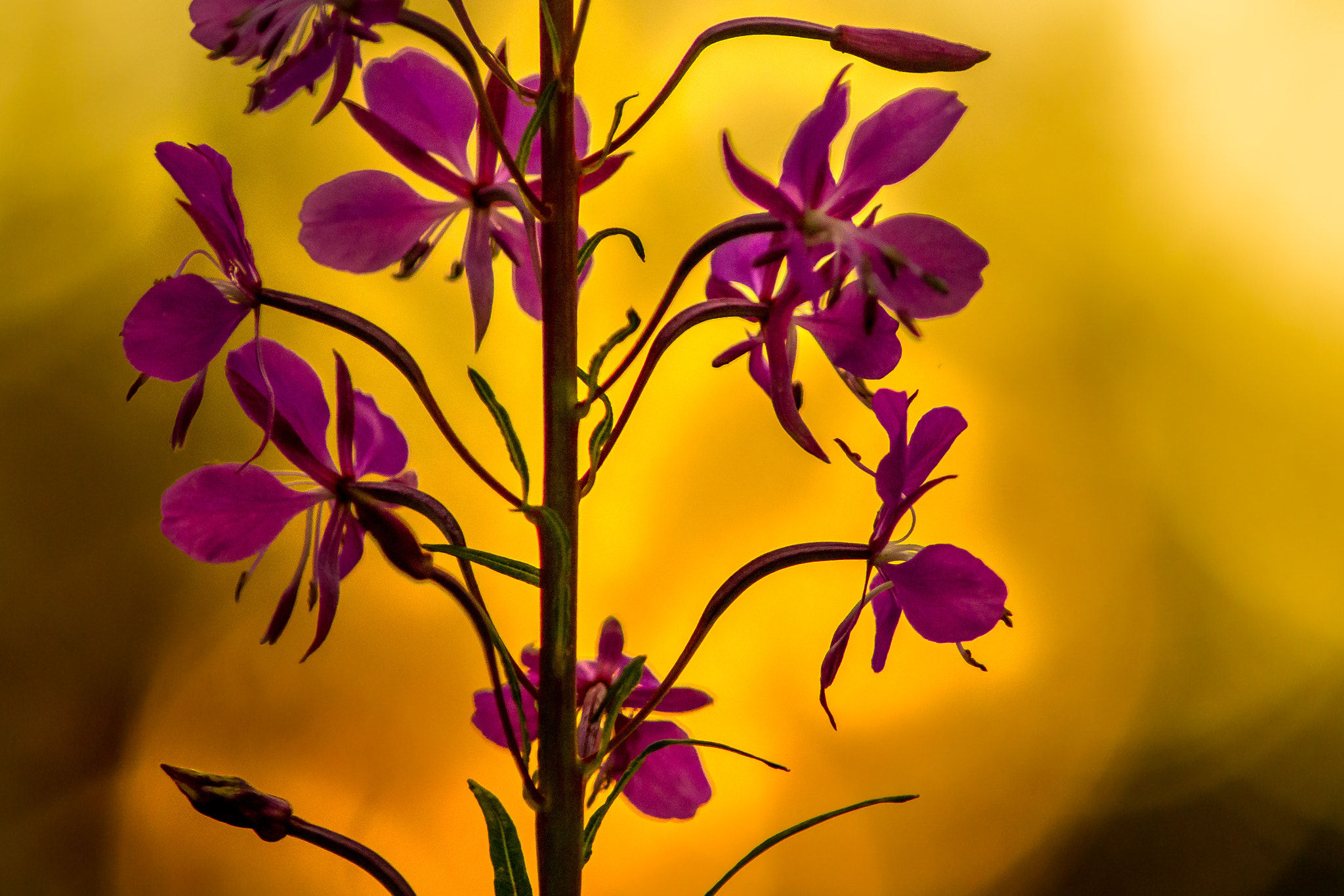 Canon EF 200mm f/2.8L II + 2x sample photo. Sunsetflower photography