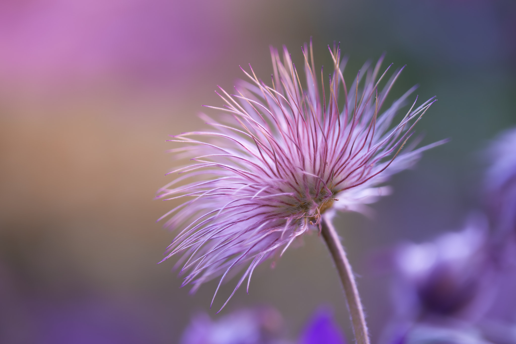 100mm F2.8 G SSM OSS sample photo. Mrs. scrubby head photography